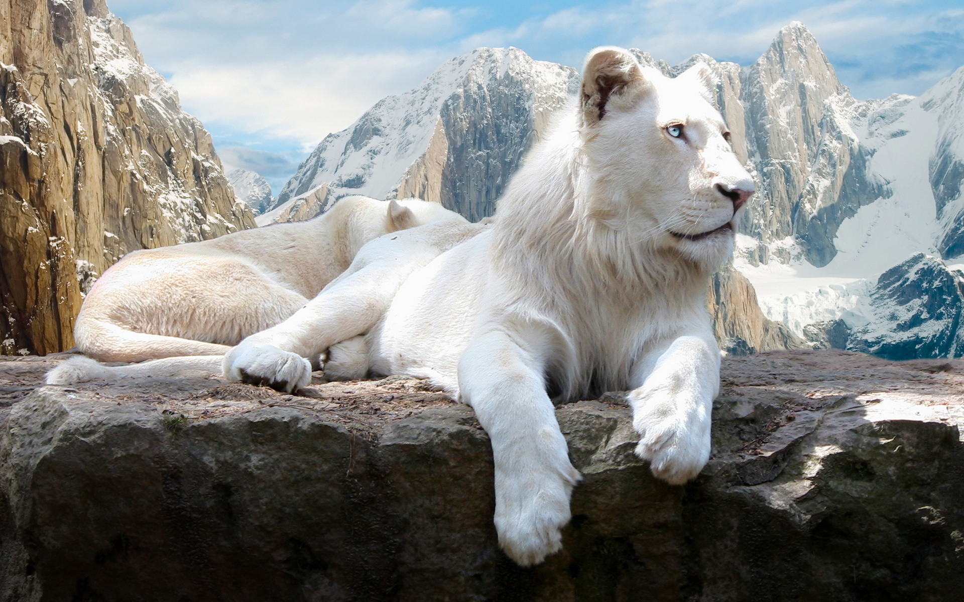 1920x1200 White lion