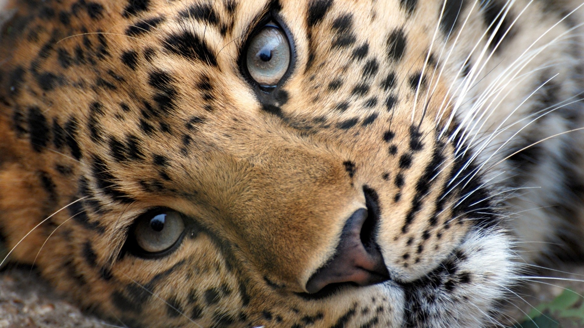 1920x1080  Wallpaper leopard, face, eyes, relax, grass