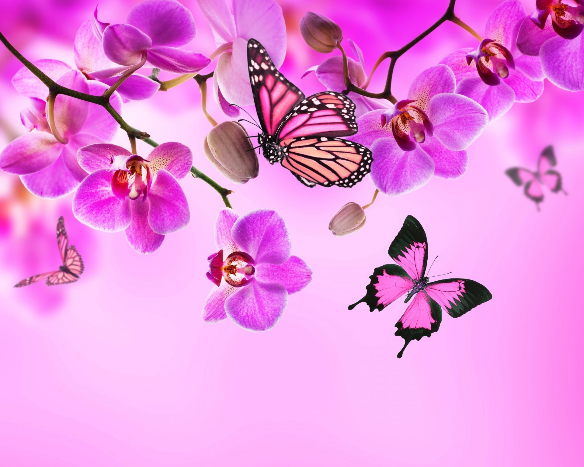 1920x1536 orchid pink blossom flowers beautiful butterflies orchid flower butterfly