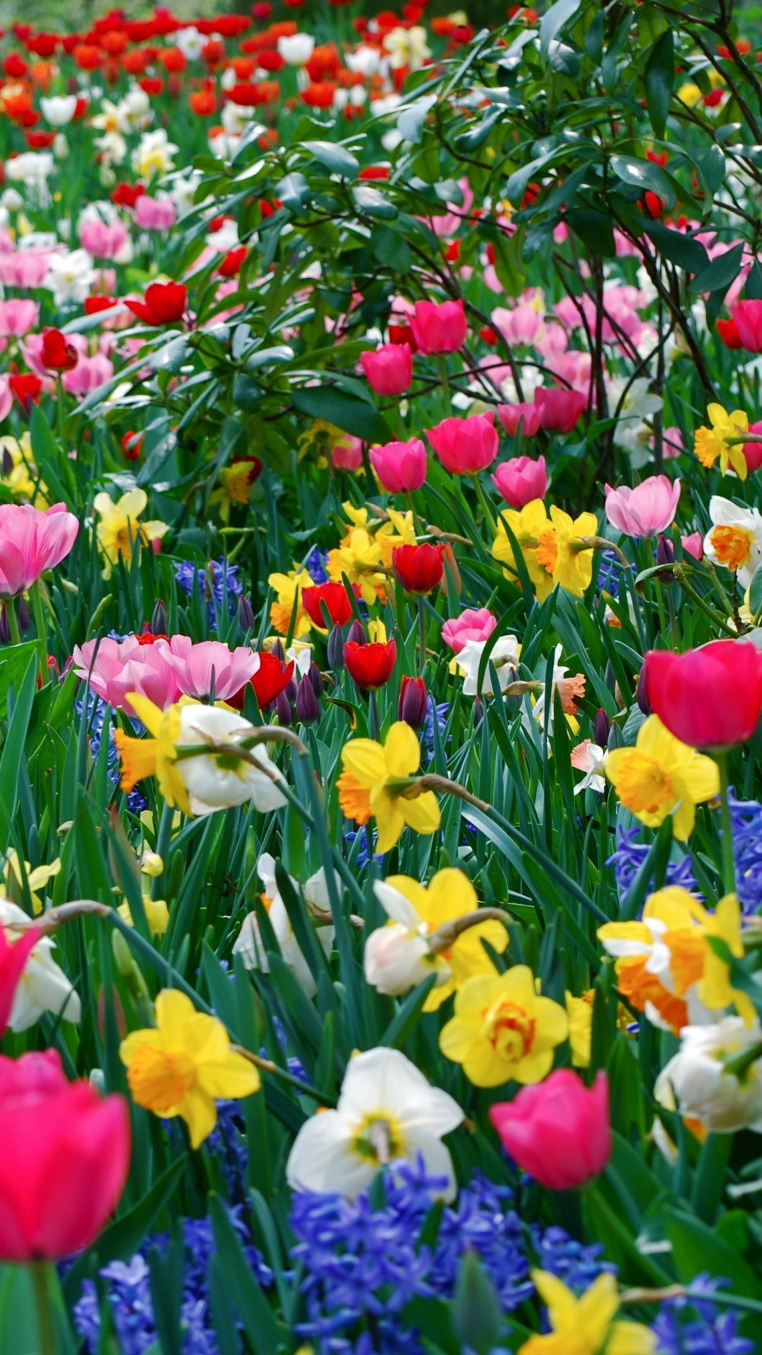 1080x1920 Preview wallpaper tulips, daffodils, flowers, meadow, beauty, spring  