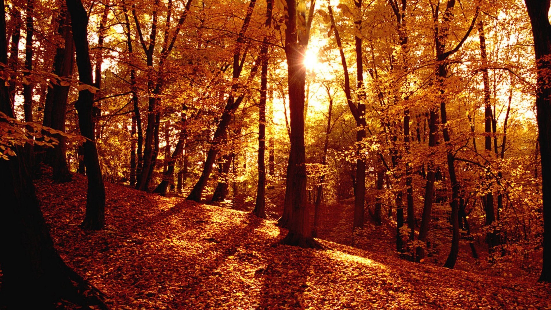 1920x1080 wallpaper.wiki-Autumn-Forest-Full-HD-Wallpaper-PIC-