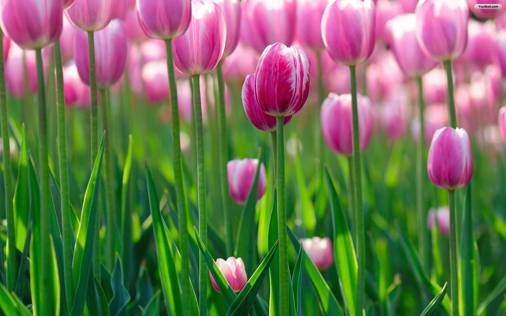 1920x1200 Newest Pink Tulip Image in High Definition