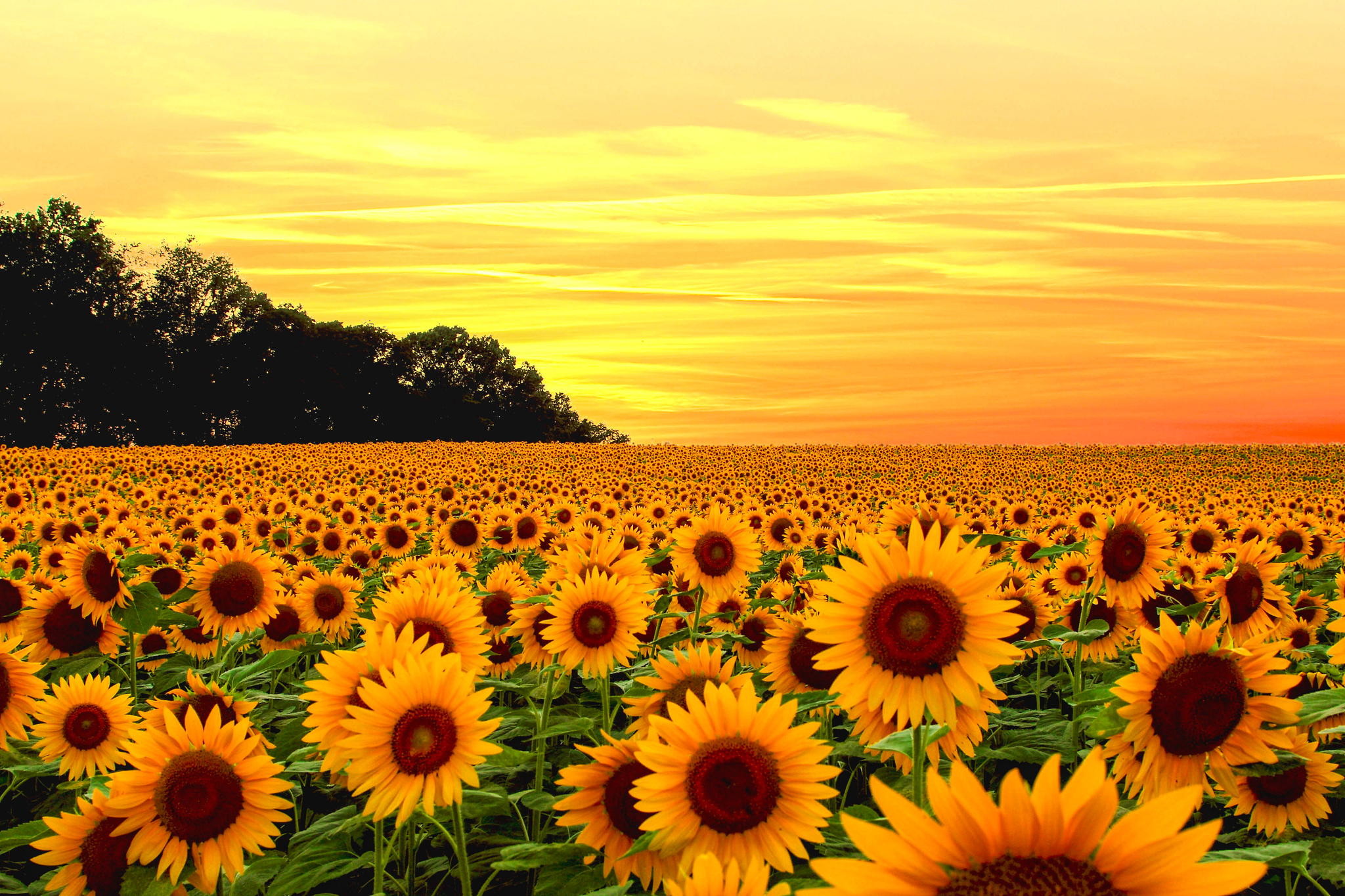 2048x1365 Download Sunflower Field Wallpaper Full HD #6ra7x4
