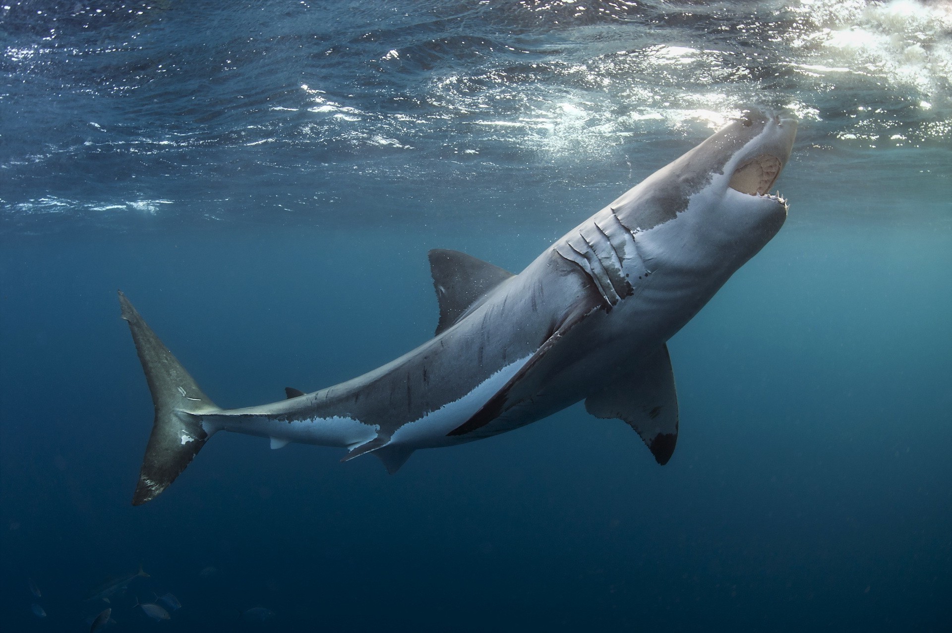 1920x1277 High Definition Wallpapers|Cool Nature Wallpapers | This Blog ... Shark ...