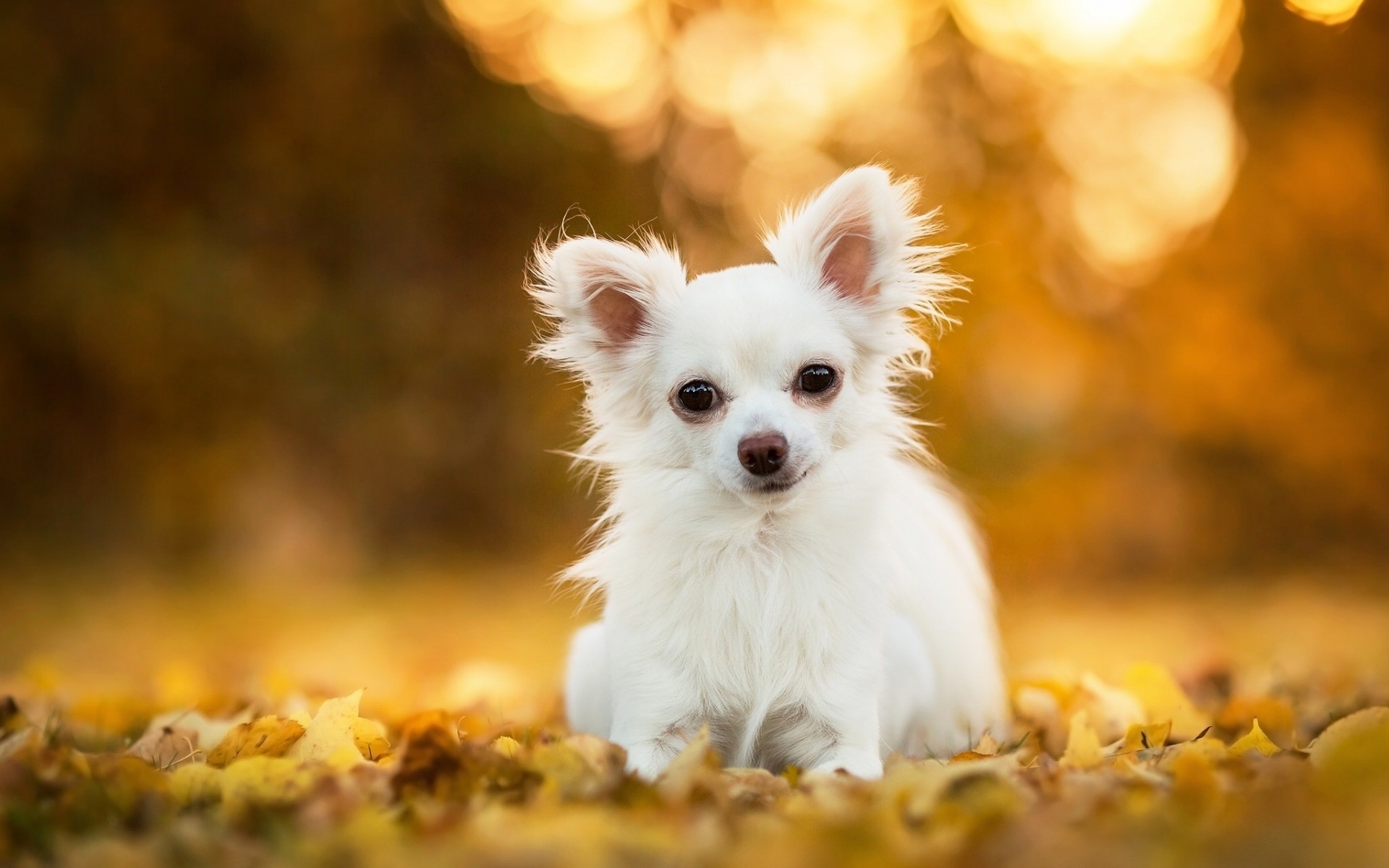 1920x1200 Res: 2400x1800, Chihuahua Wallpapers ...