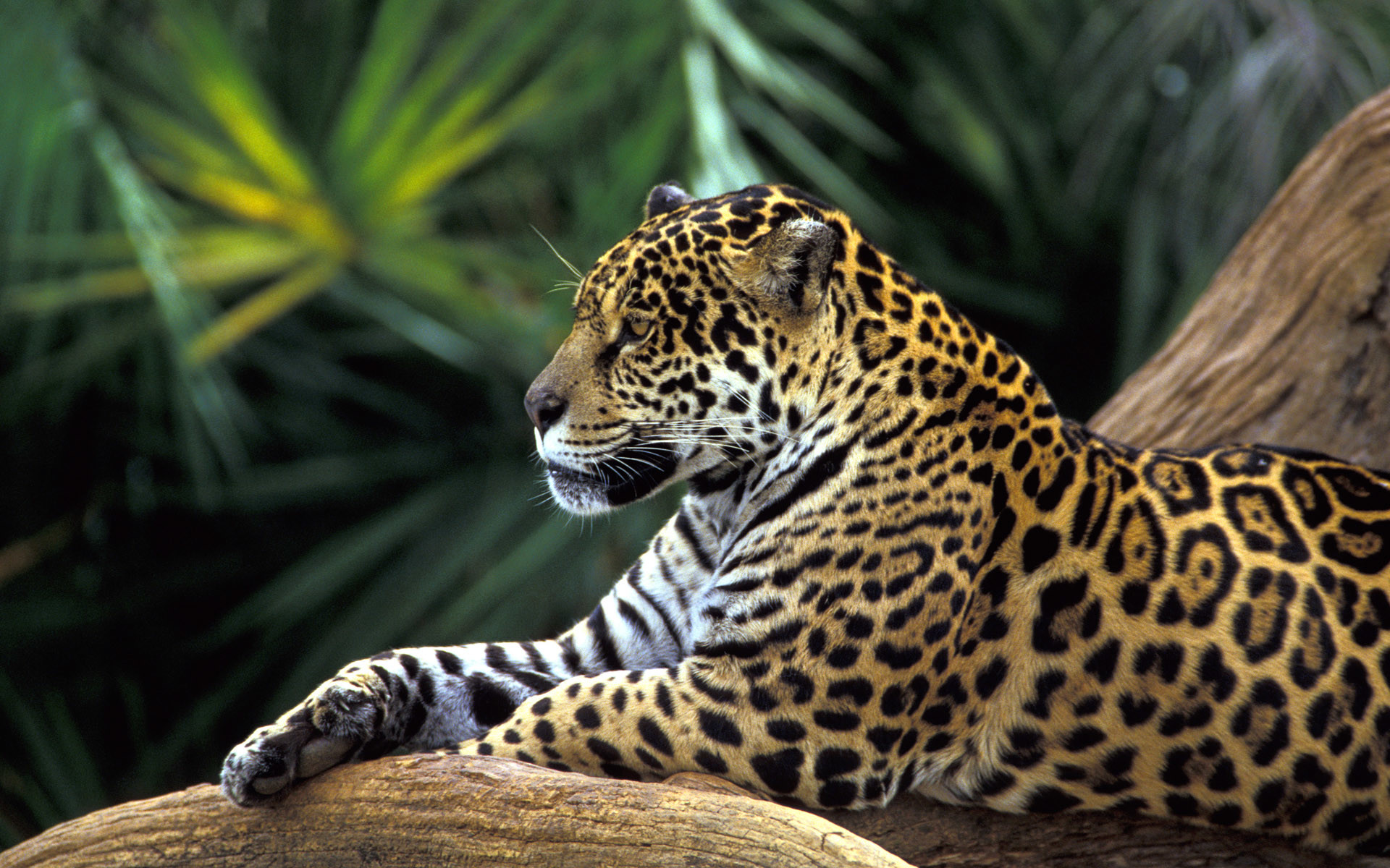 1920x1200 Jaguar in Amazon Rainforest