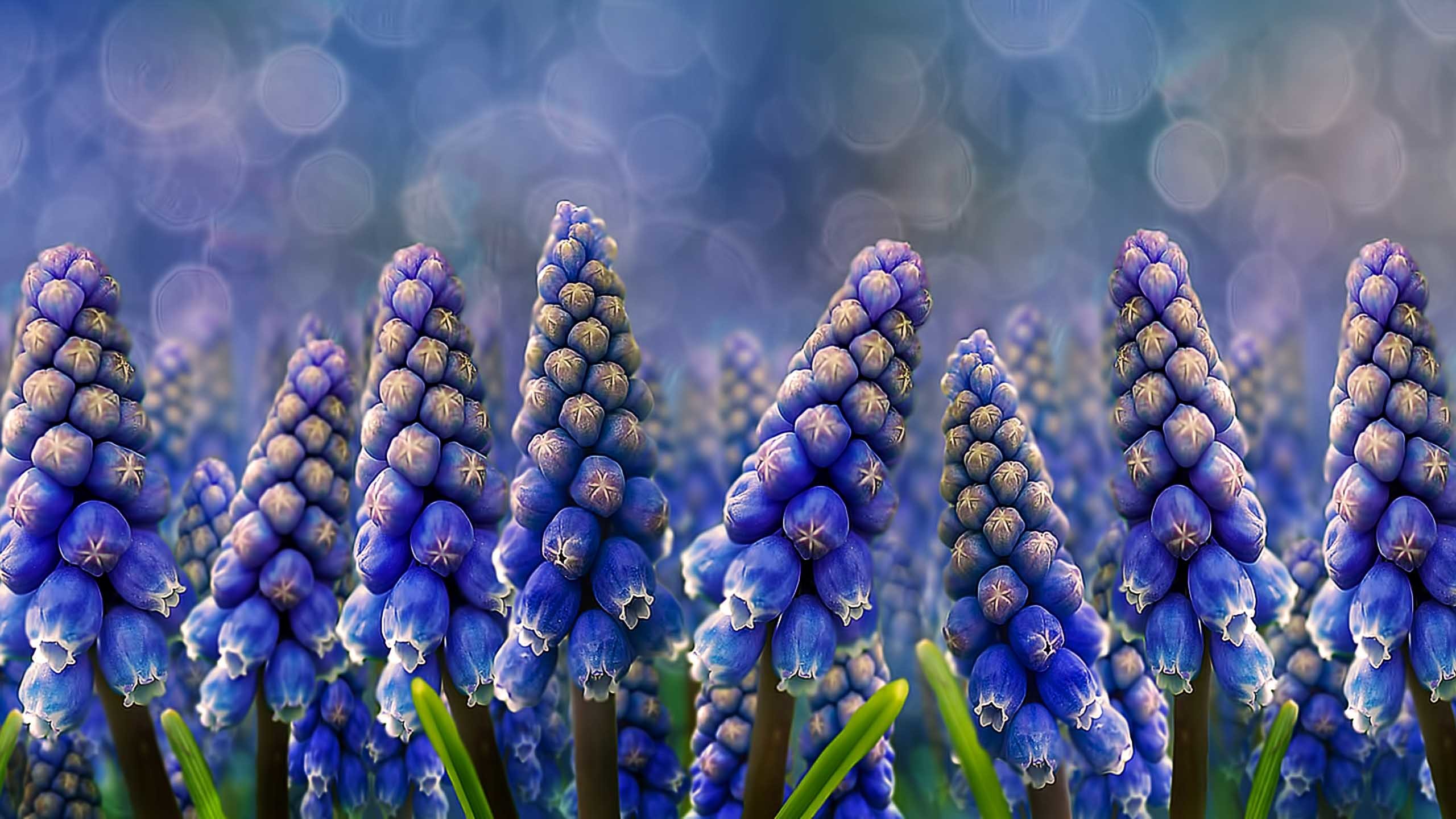 2560x1440 Hyacinth-Flower-HD-Wallpapers