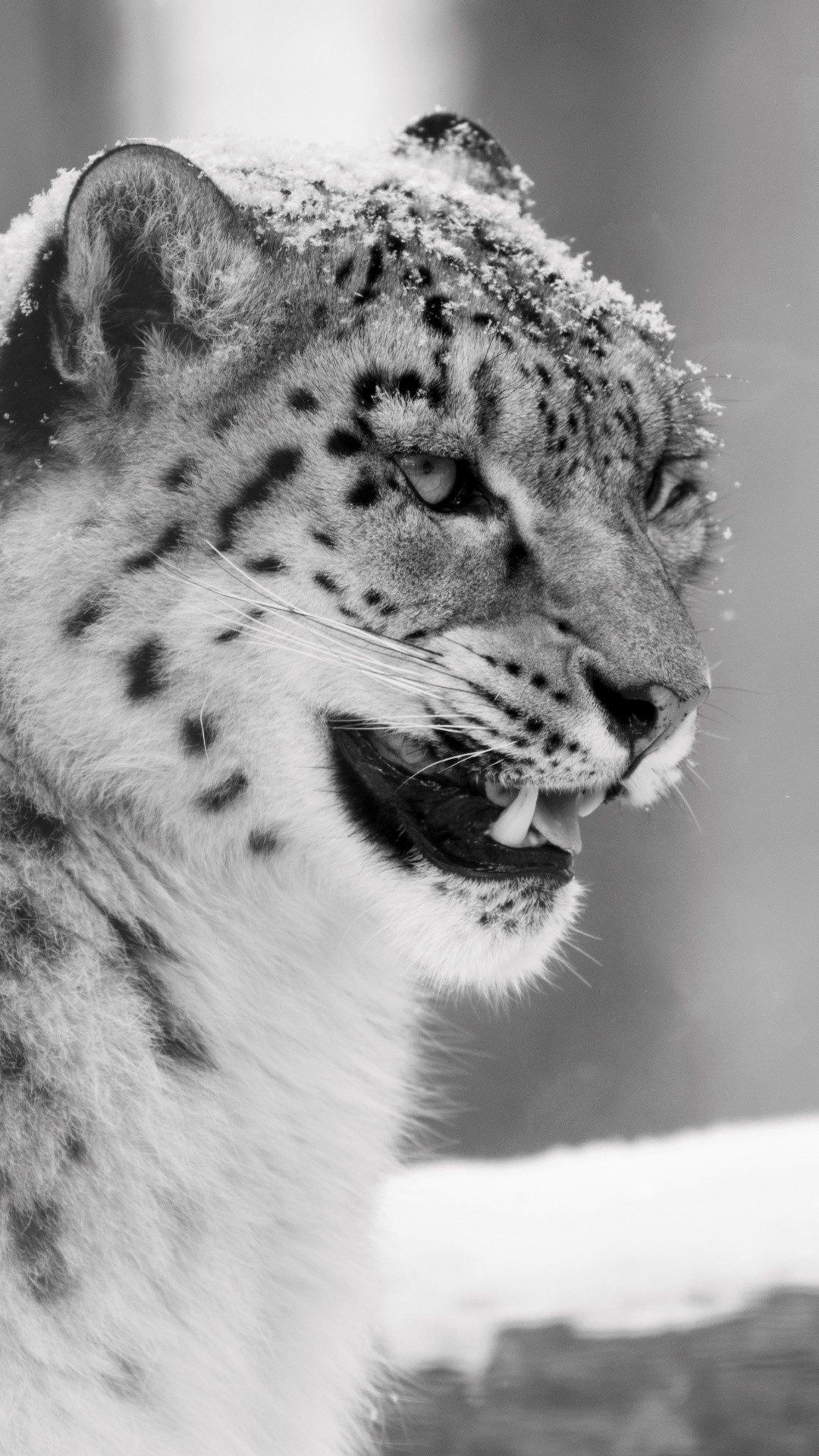 Snow Leopard Wallpaper (72+ images)