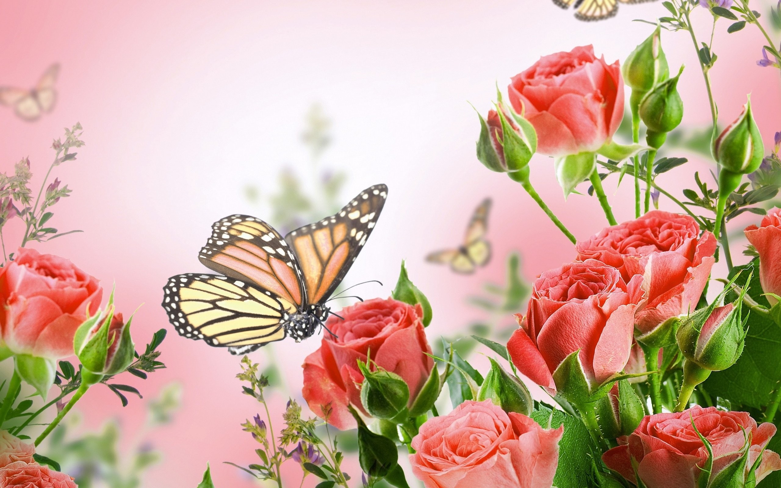 2560x1600 Flowers background butterfly y wallpaper |  | 356127 | WallpaperUP