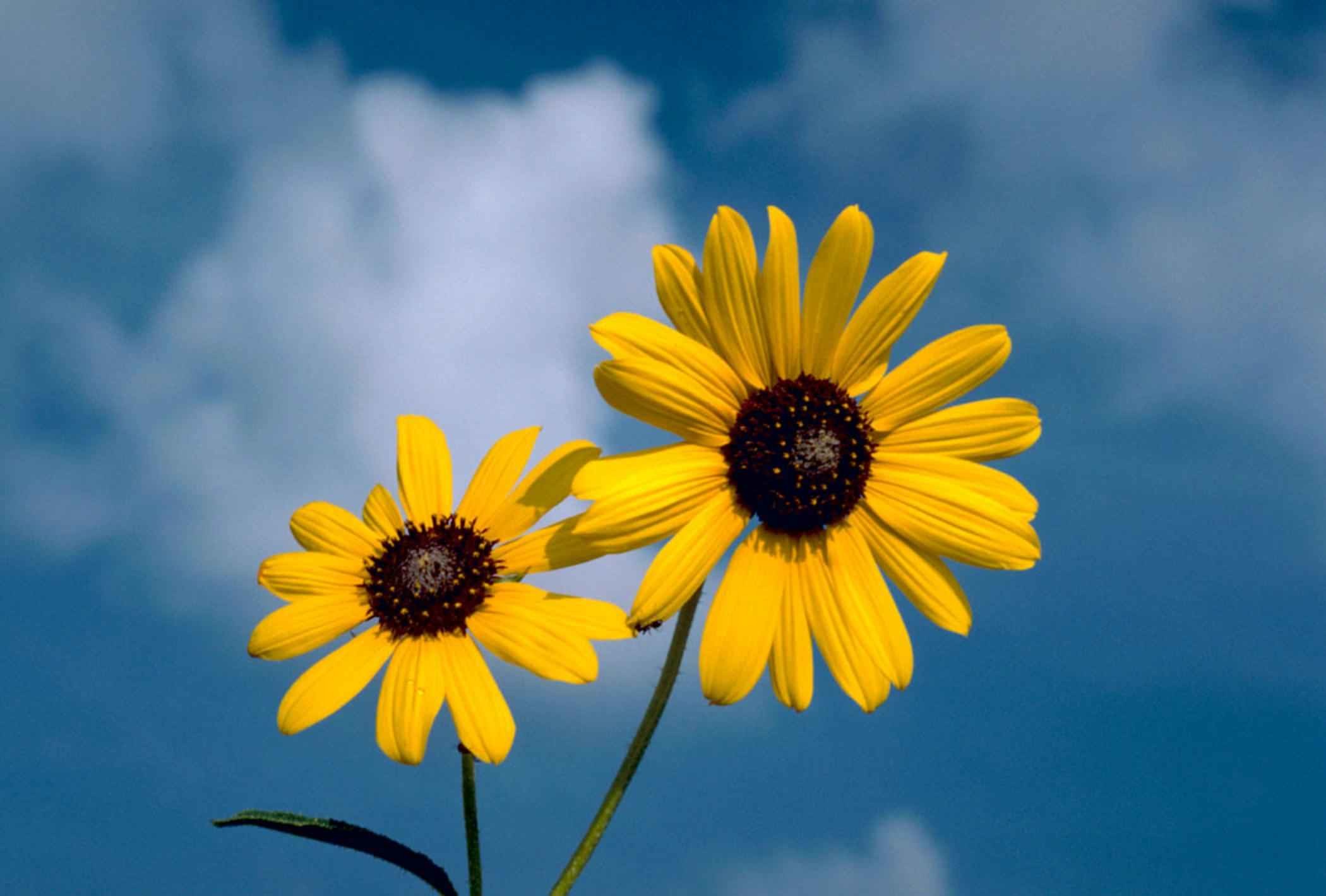 2100x1420 File:Sunflower flower against blue sky background.jpg