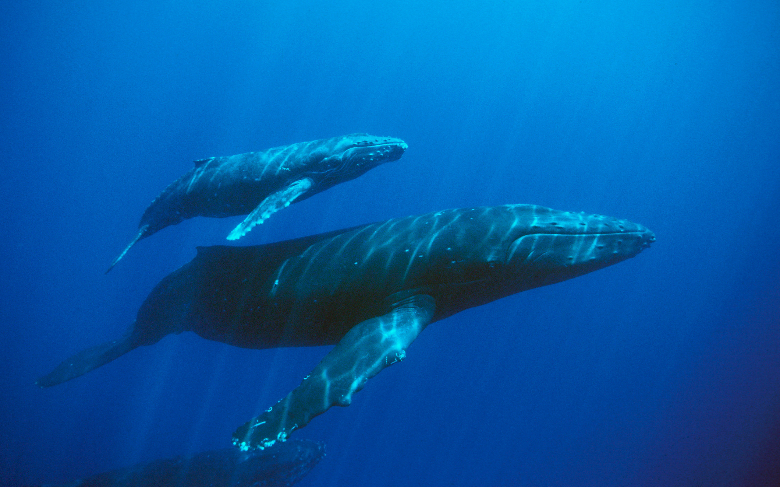 2560x1600 Blue Whale Animal | Blue whale  Wallpaper