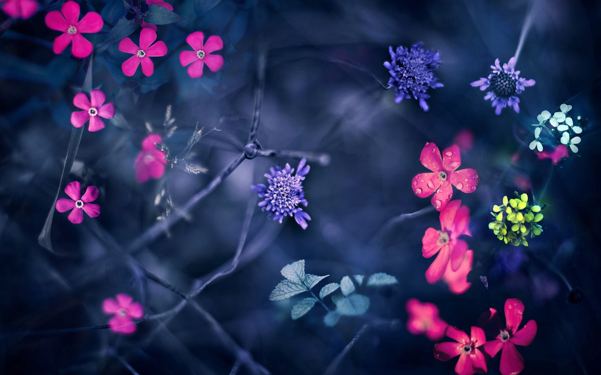 1920x1200 flowers hd images