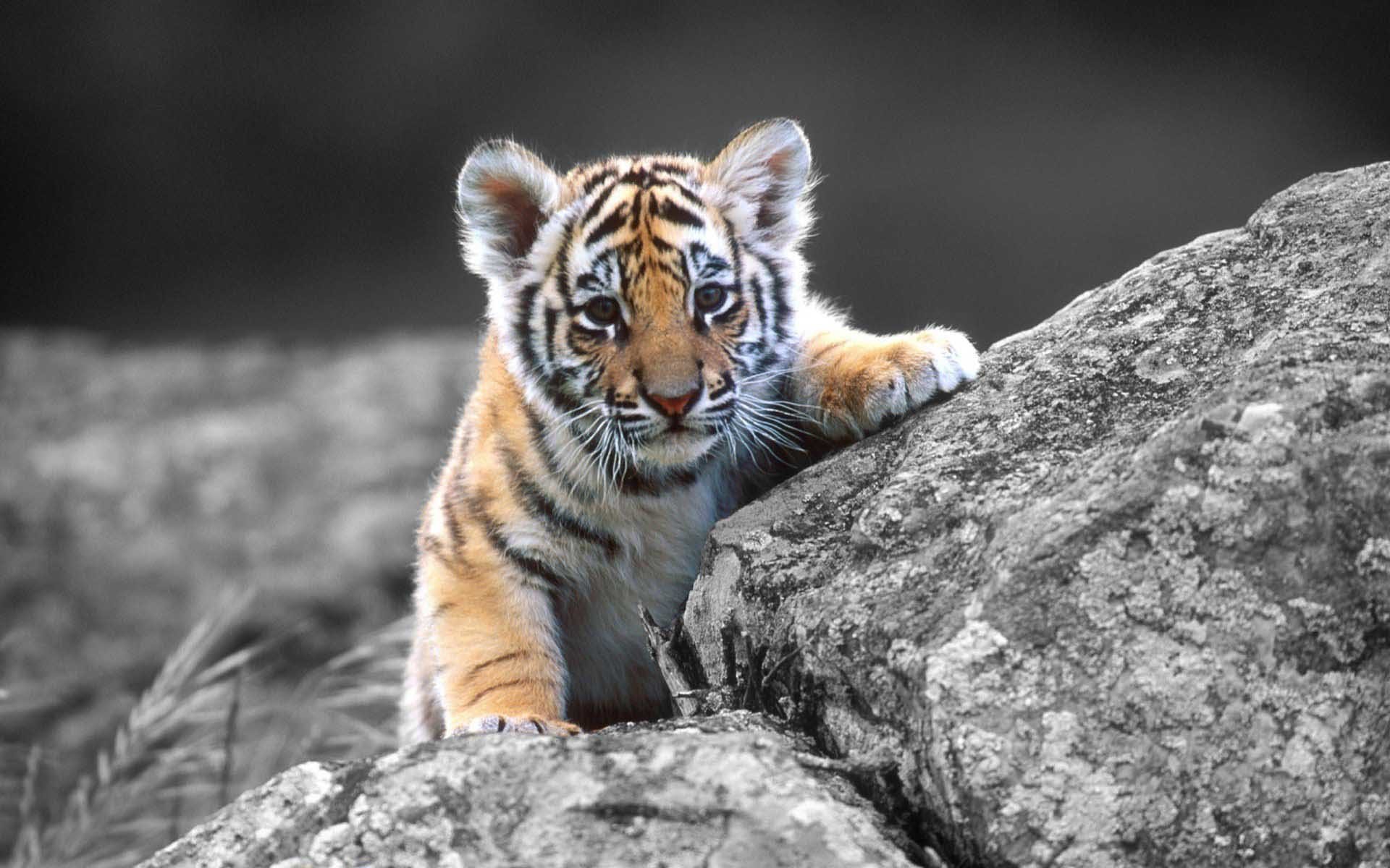 1920x1200 desktop bengal tiger image download