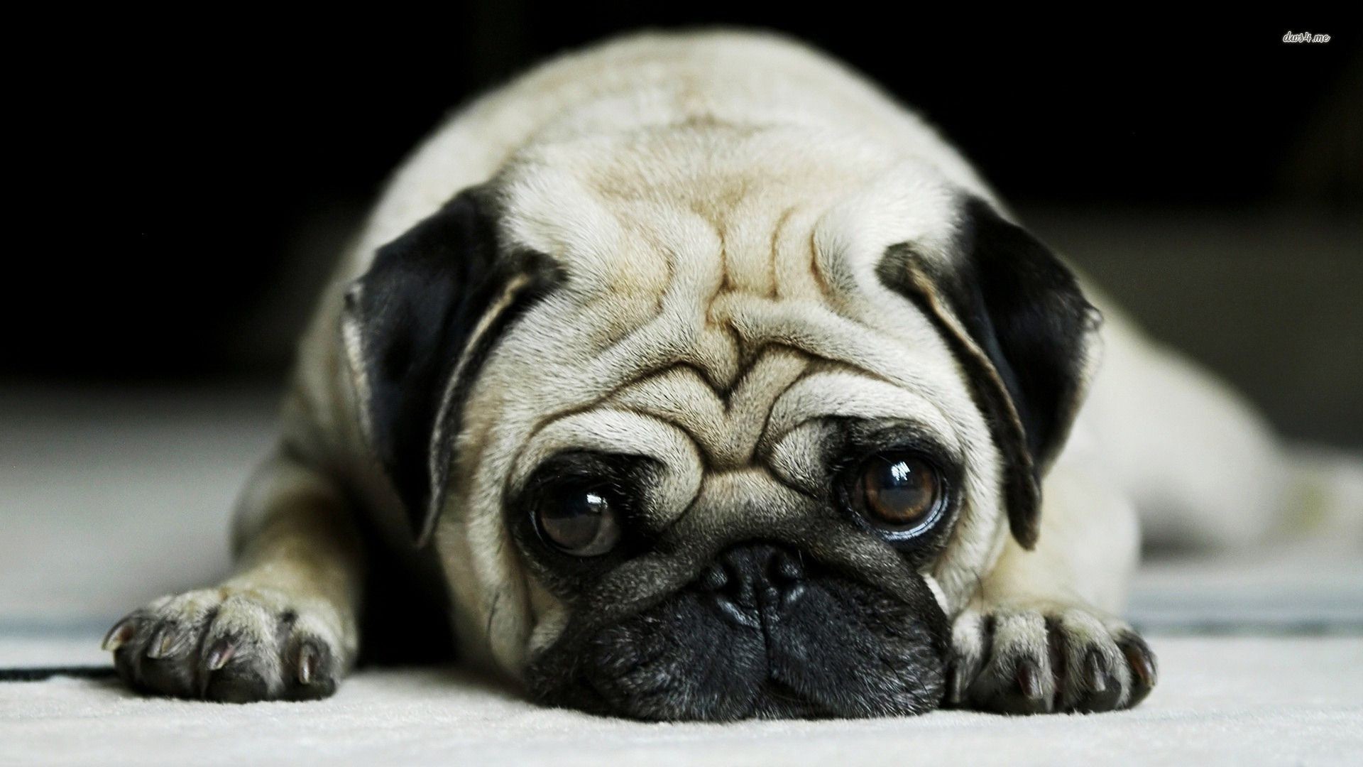 1920x1080 Pug Dog Wallpapers Android Apps on Google Play 1920Ã1080 Pug Dog Wallpapers  (39