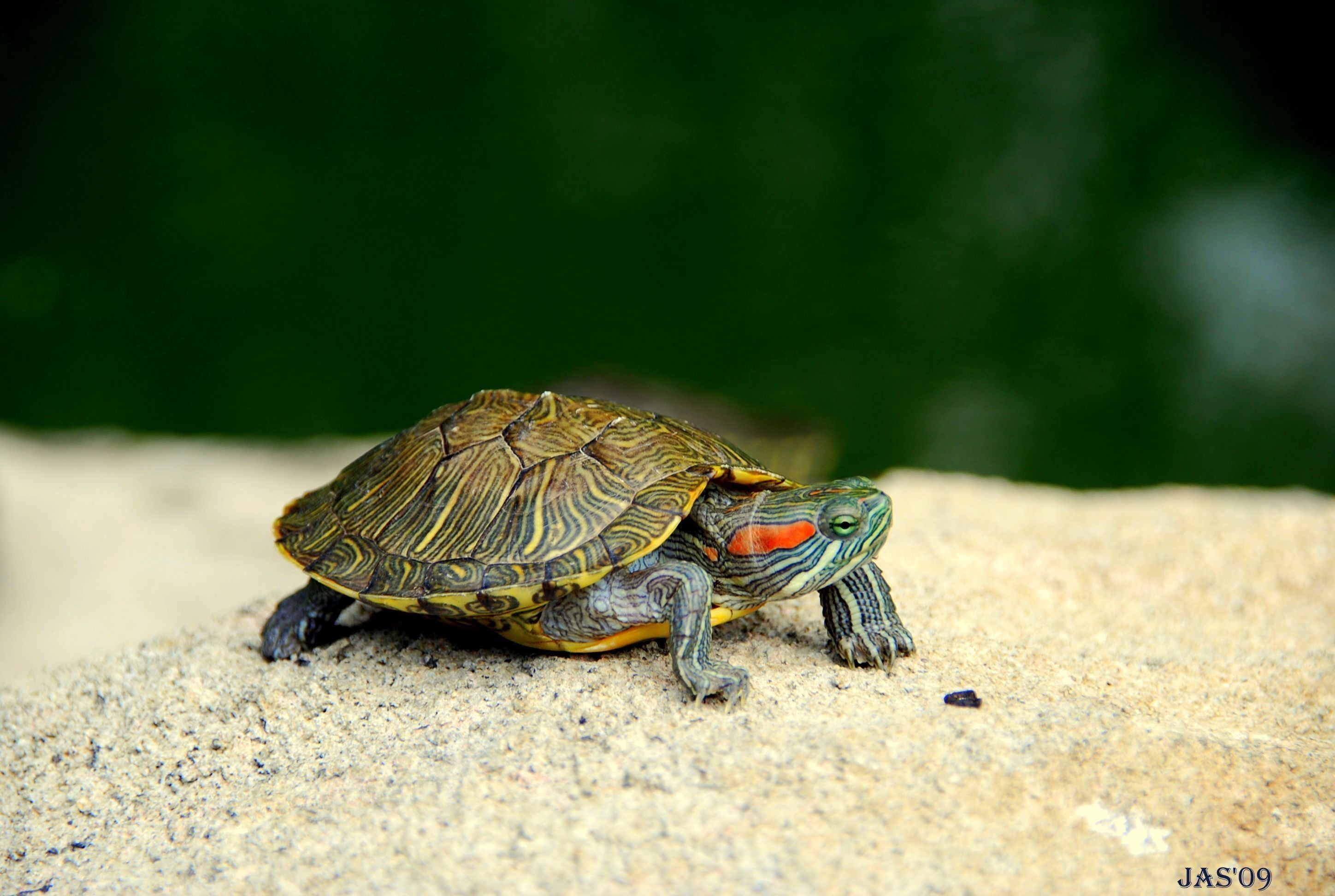 2896x1944 194 Turtle HD Wallpapers