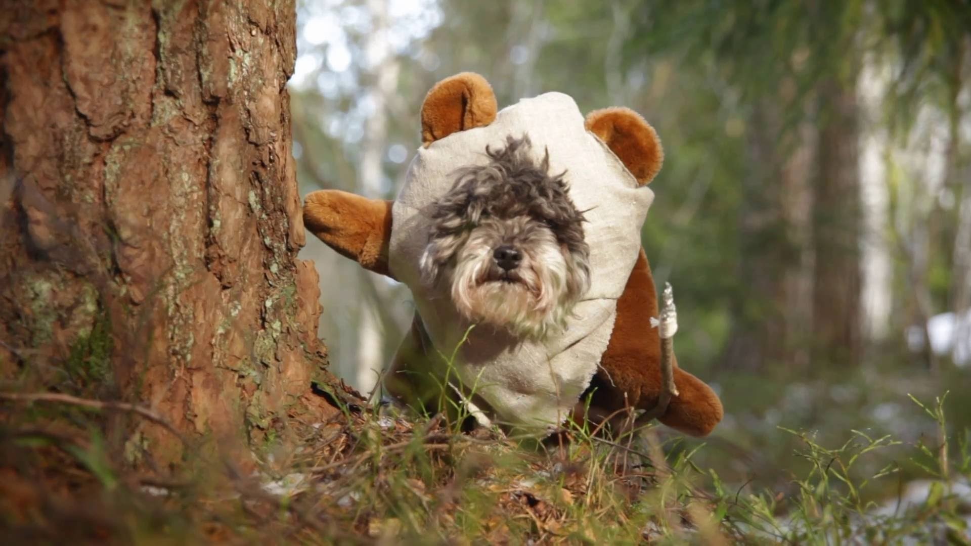 1920x1080 Star WÃ¥rs - Ewok dog - LOST AUDITION TAPE