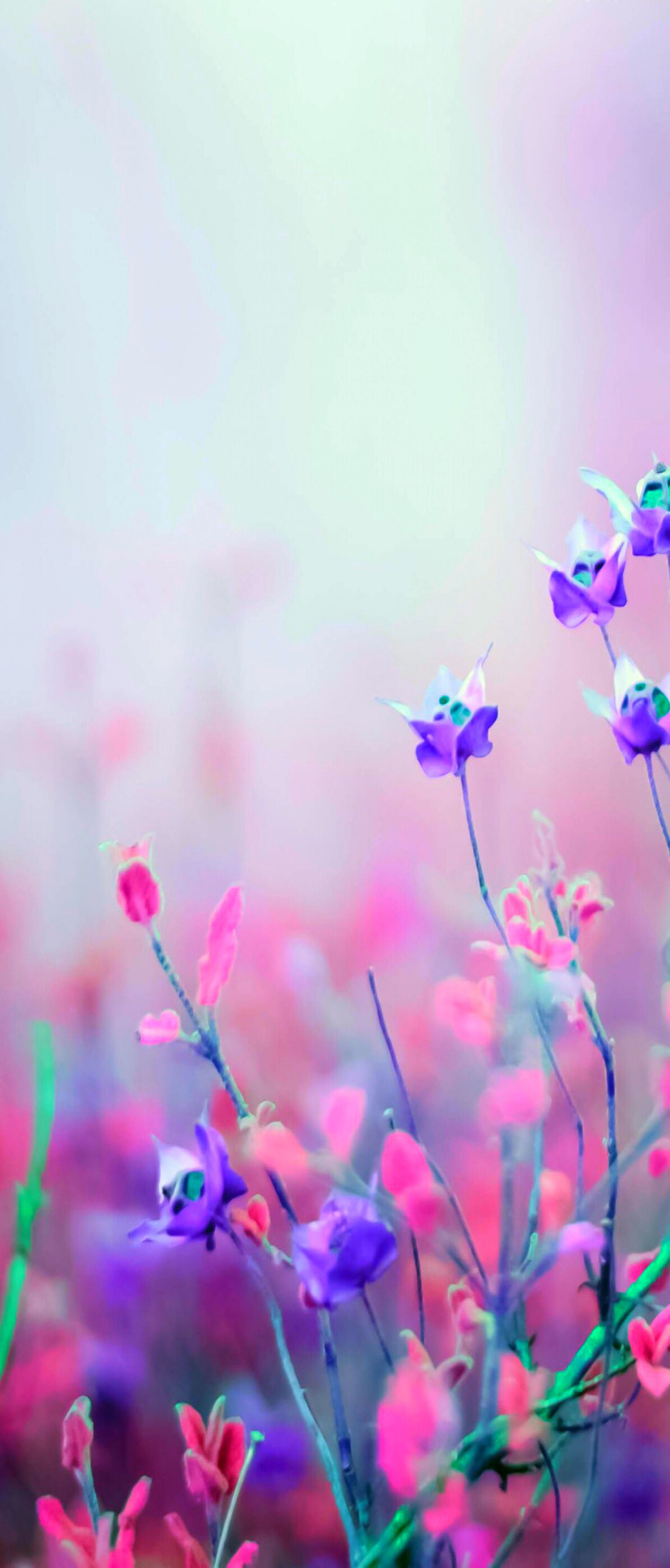 1242x2908 Floral, silver, pink, nature, violet, wallpaper, pattern, galaxy,