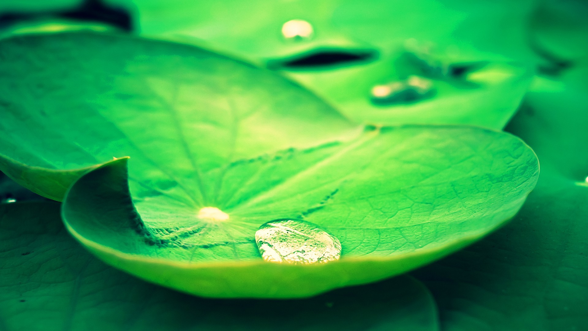 1920x1080 fresh lotus leaves hd wallpapers rain download full hd download high  definiton wallpapers desktop images colourful cool best colours artwork  1920Ã1080 ...