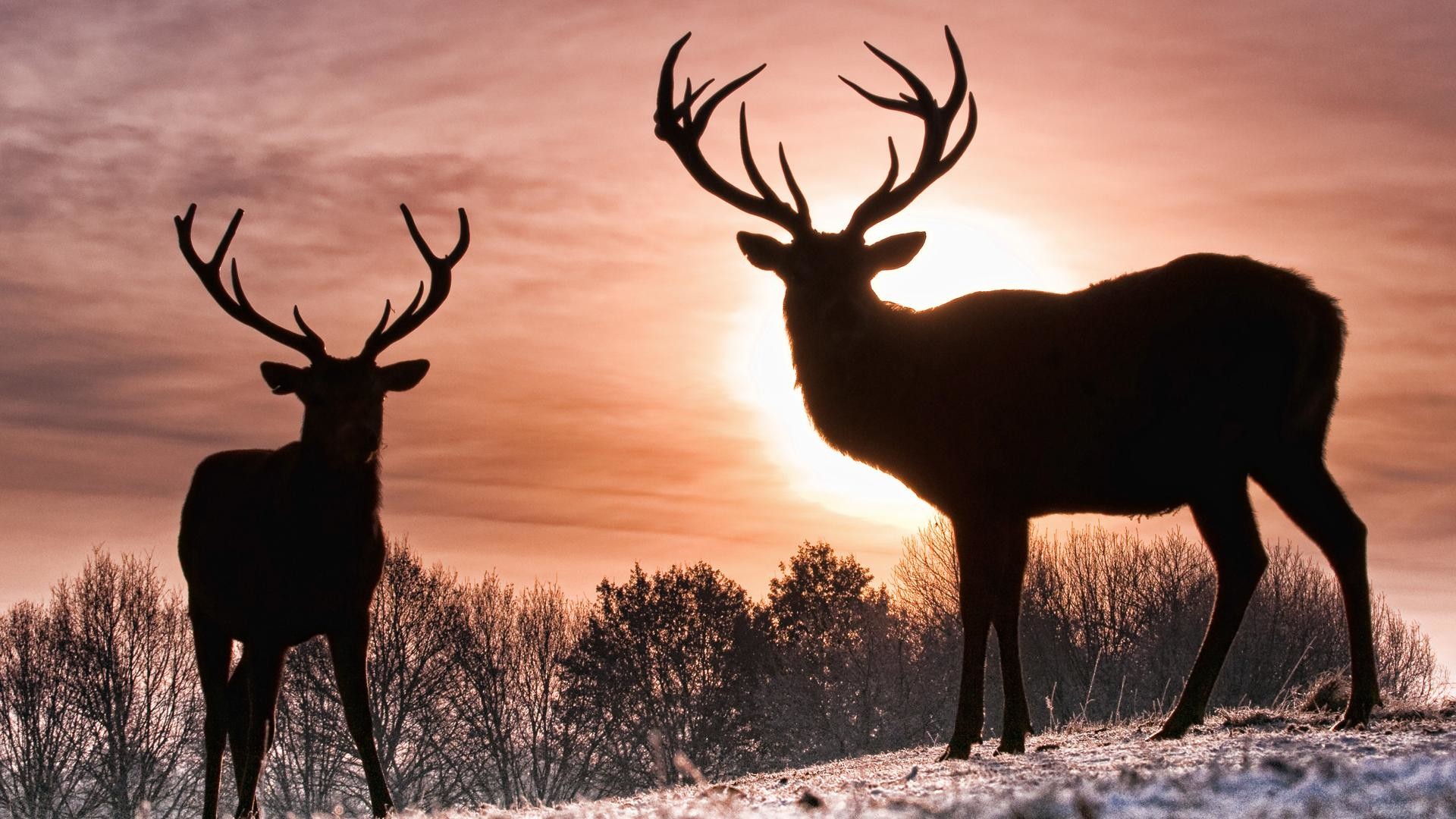 1920x1080 Whitetail Deer. Whitetail Deer Backgrounds