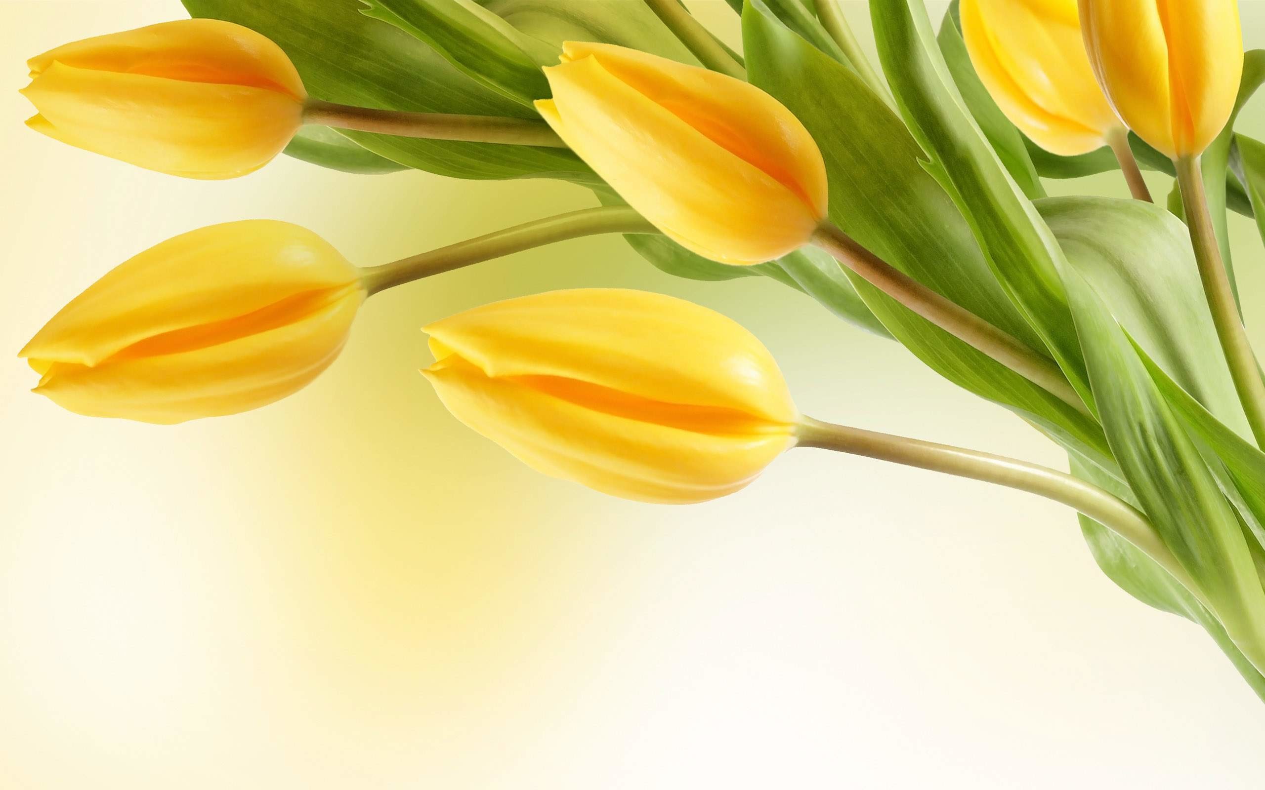 2560x1600 14 Yellow Flower Wallpapers