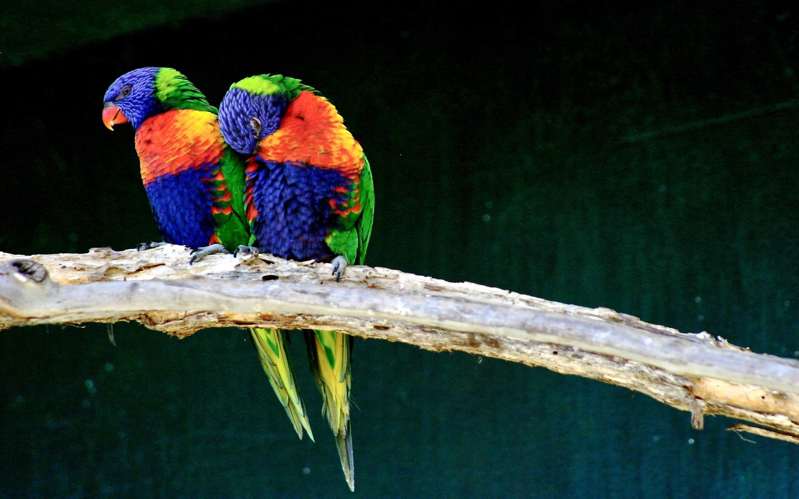 2560x1600 Wallpapers For > Beautiful Love Birds Wallpapers
