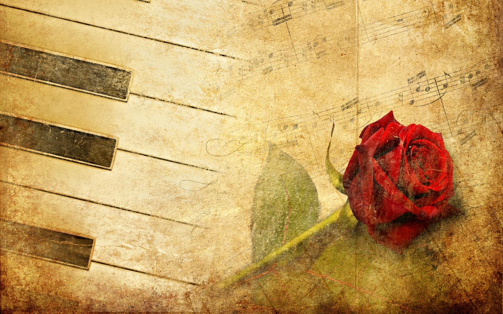 1920x1200 Wallpapers For > White Rose Piano Wallpaper