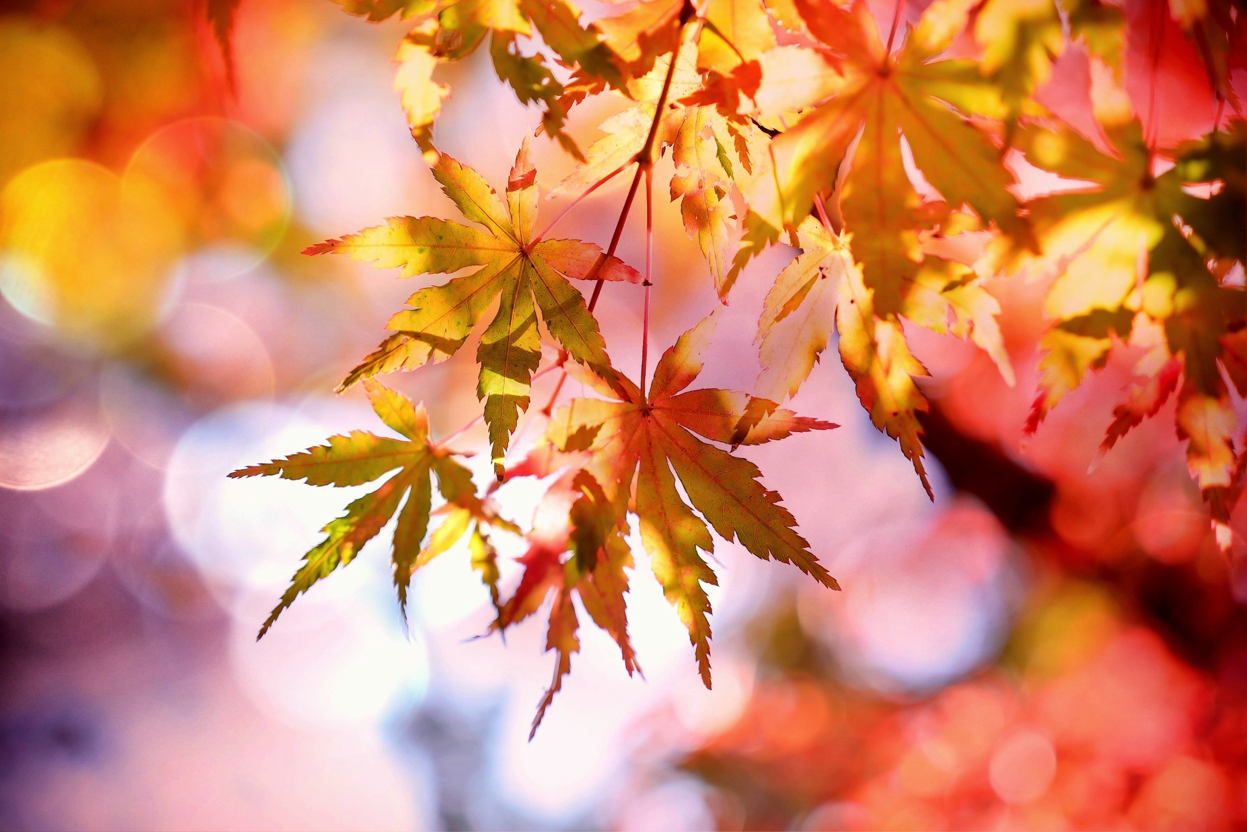 2449x1633 Free stock photo of blur, leaves, autumn, fall