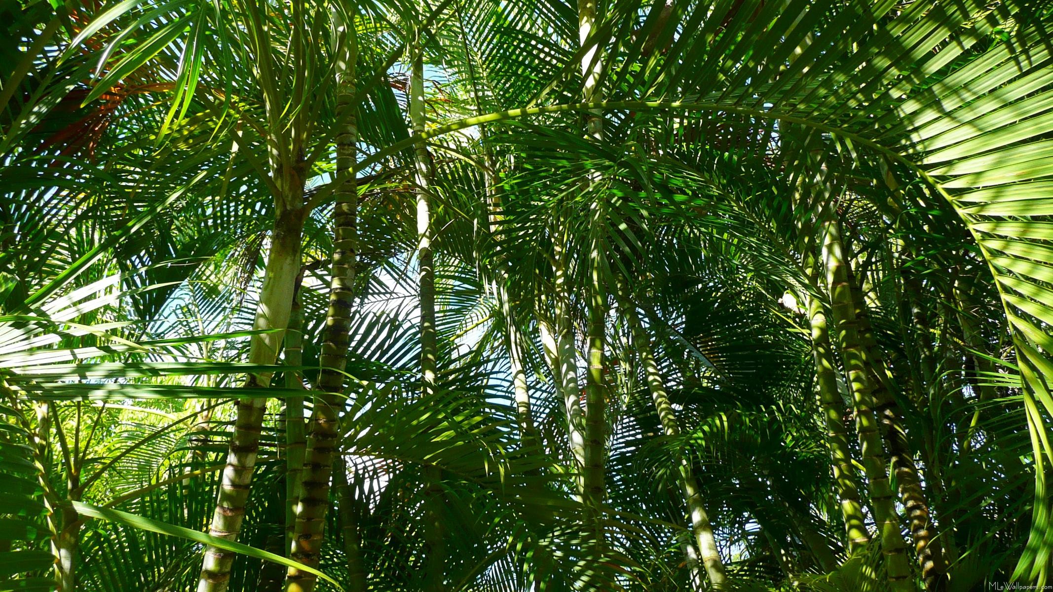 2134x1200 There are several wallpapers of a single lovely palm tree on this website.  Here's a whole forest of young palm trees in a wallpaper. Forest of Palm  Trees