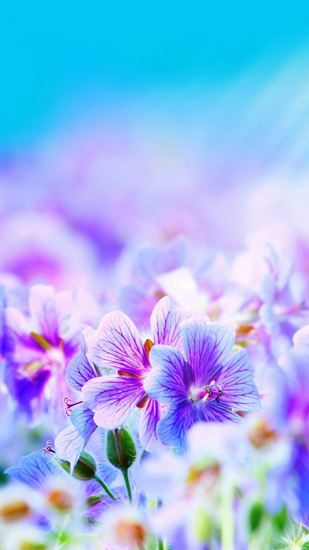 1080x1920 wallpaper.wiki-Pretty-Purple-Flowers-Iphone-Image-PIC-