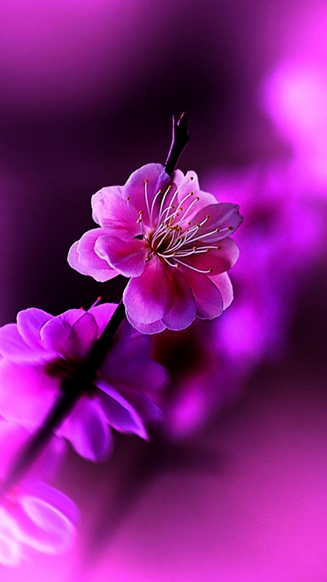 1080x1920 http://www.vactualpapers.com/gallery/spring-flowers-