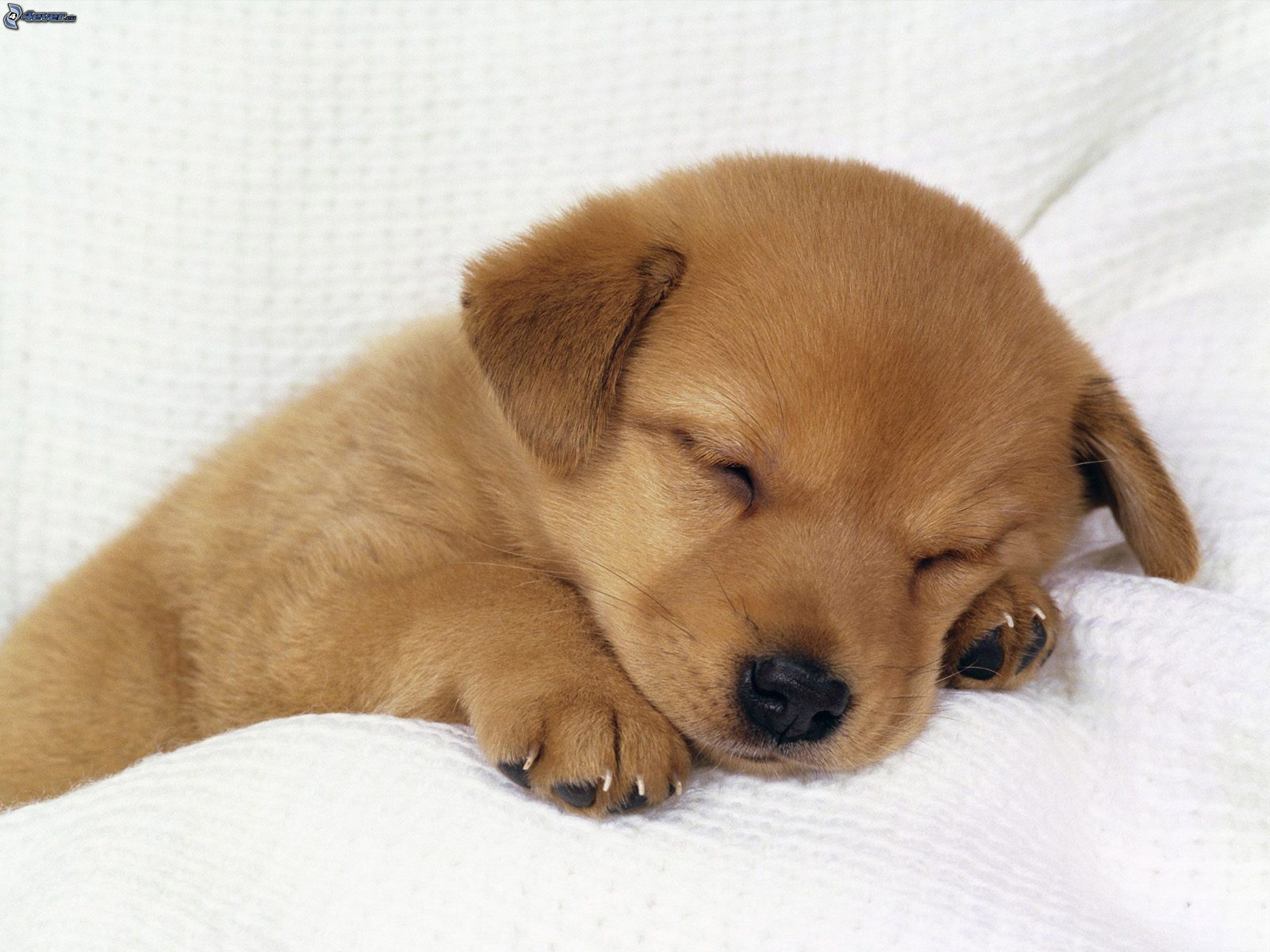 2560x1920 Cute Sleeping Golden Retriever Puppies - wallpaper.