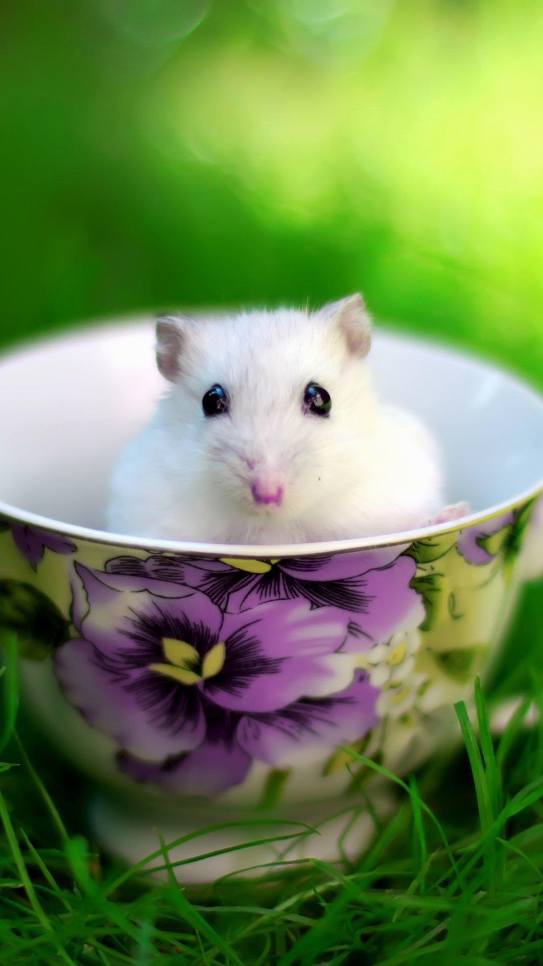 1080x1920 Android phone wallpaper cute  cute_white_mouse_in_cup-mobile