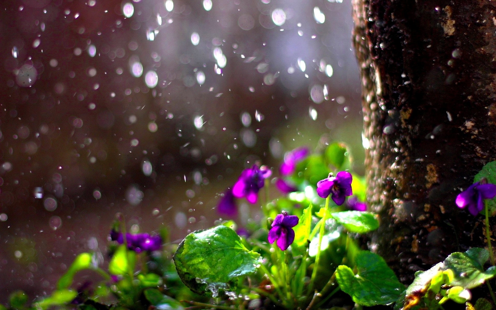 1920x1200 Spring Rain Wallpapers For Android