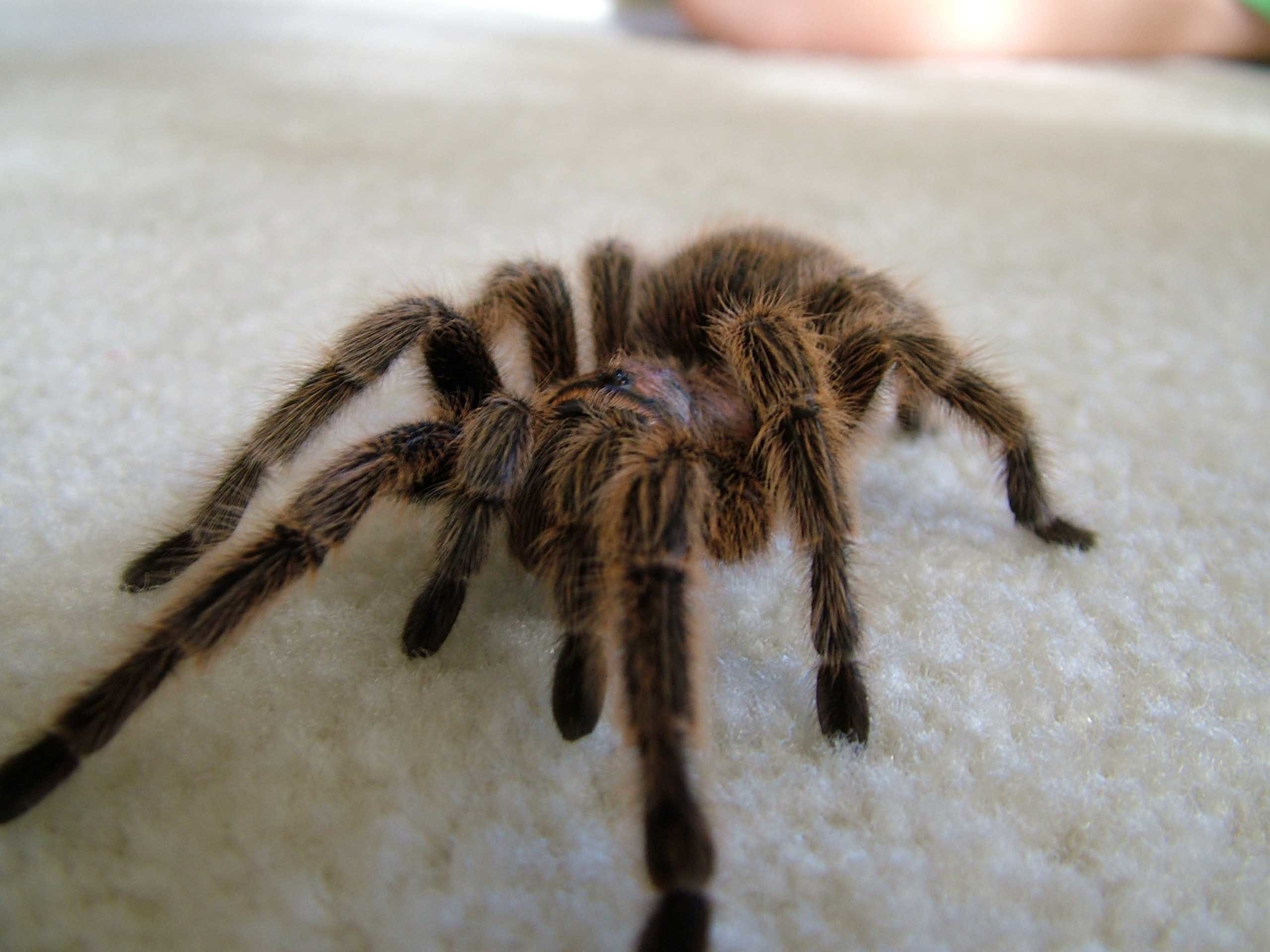 2560x1920 Scary Spider Moving HD Wallpapers – Daily Backgrounds in HD