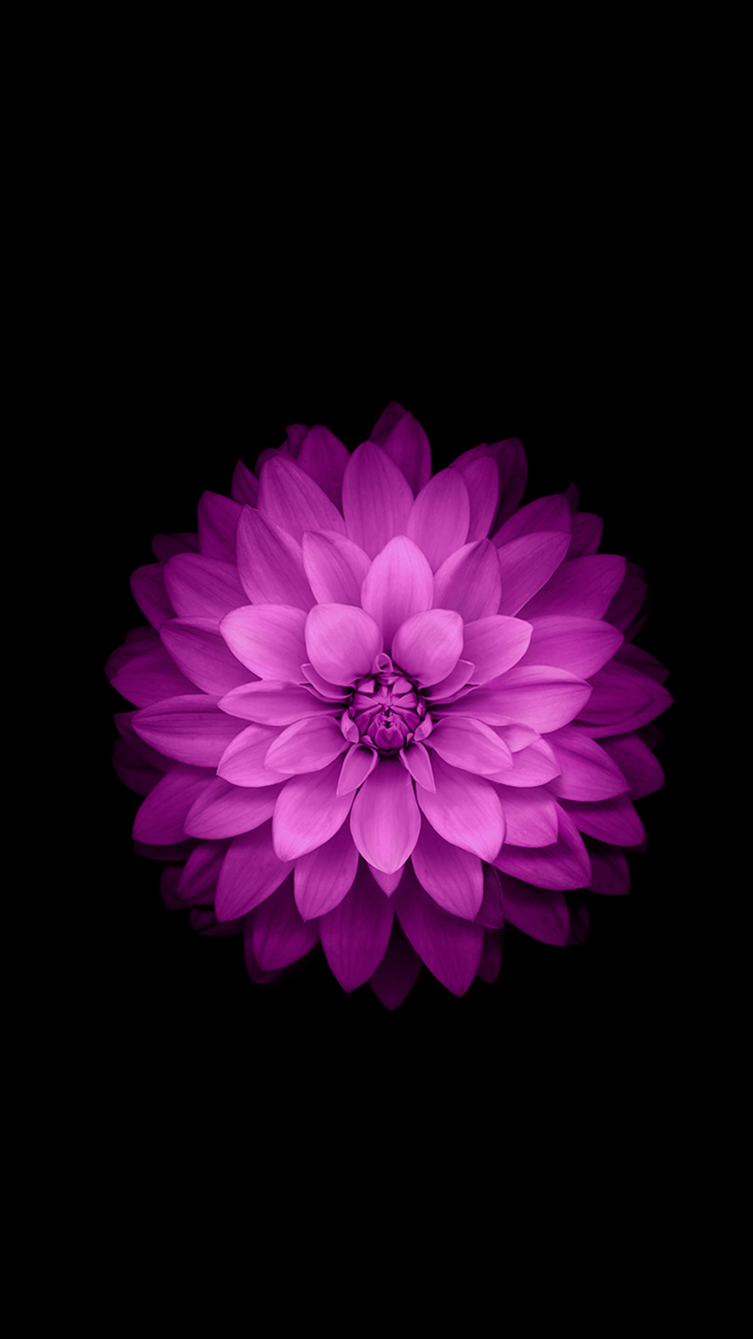 1080x1920 iPhone 6 Plus Wallpaper Official – Purple Lotus Flower