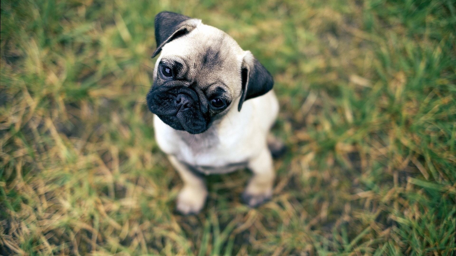 1920x1080 Pug Tag - Puppy Dog Pug Baby Animals Desktop Images for HD 16:9 High
