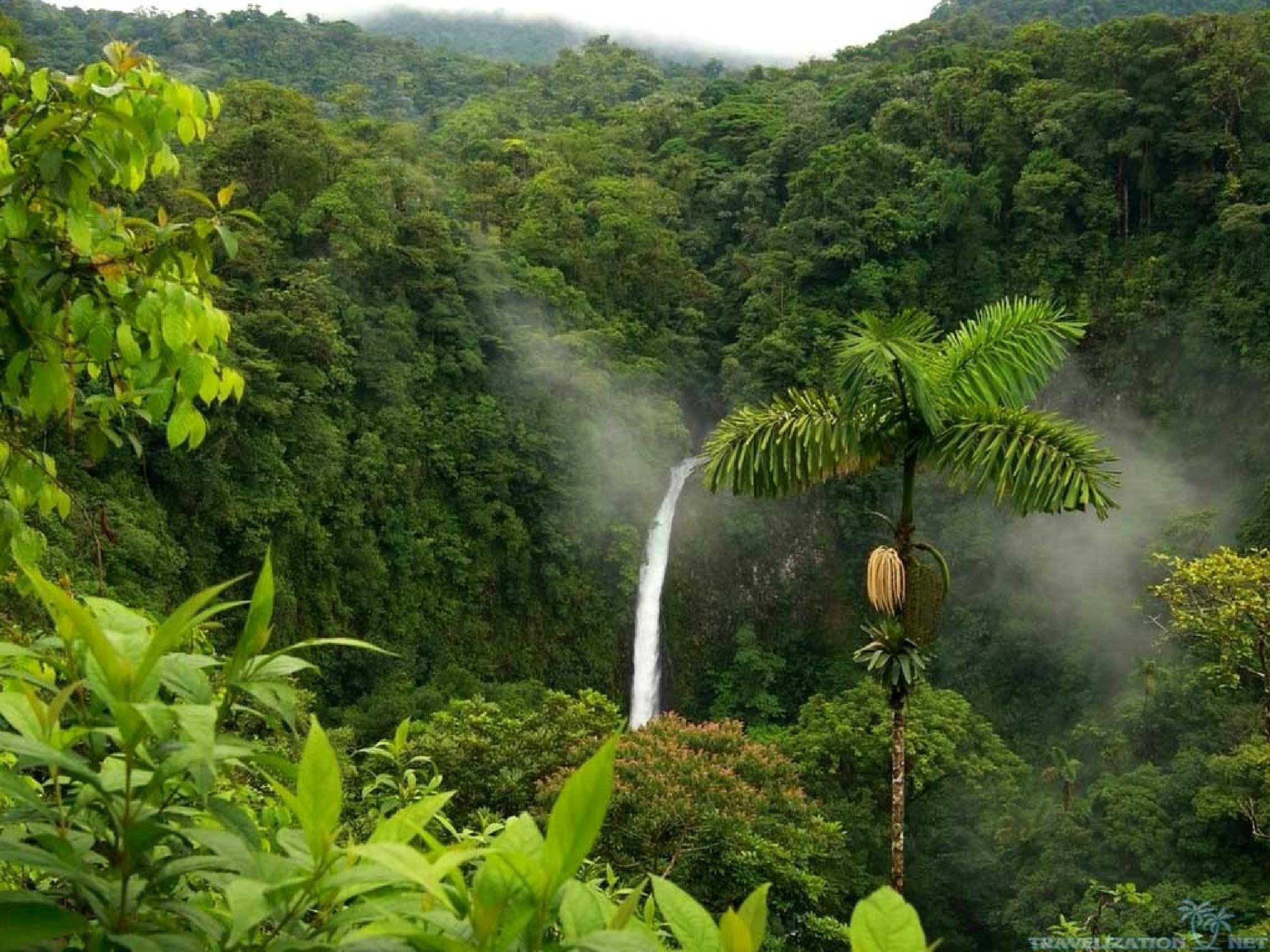 2560x1920 #Rainforest | Rainforest Awesome Sceneries Of Jungle Travelization Wallpaper  with .