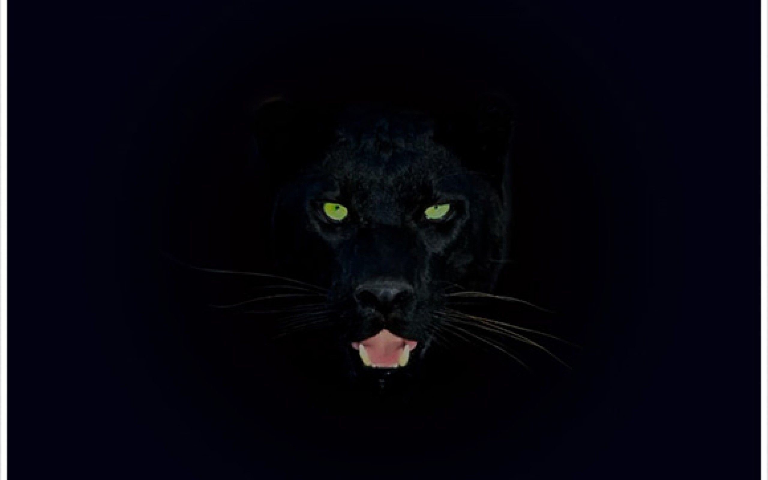 2560x1600 Black Panther Wallpapers - Wallpaper Cave