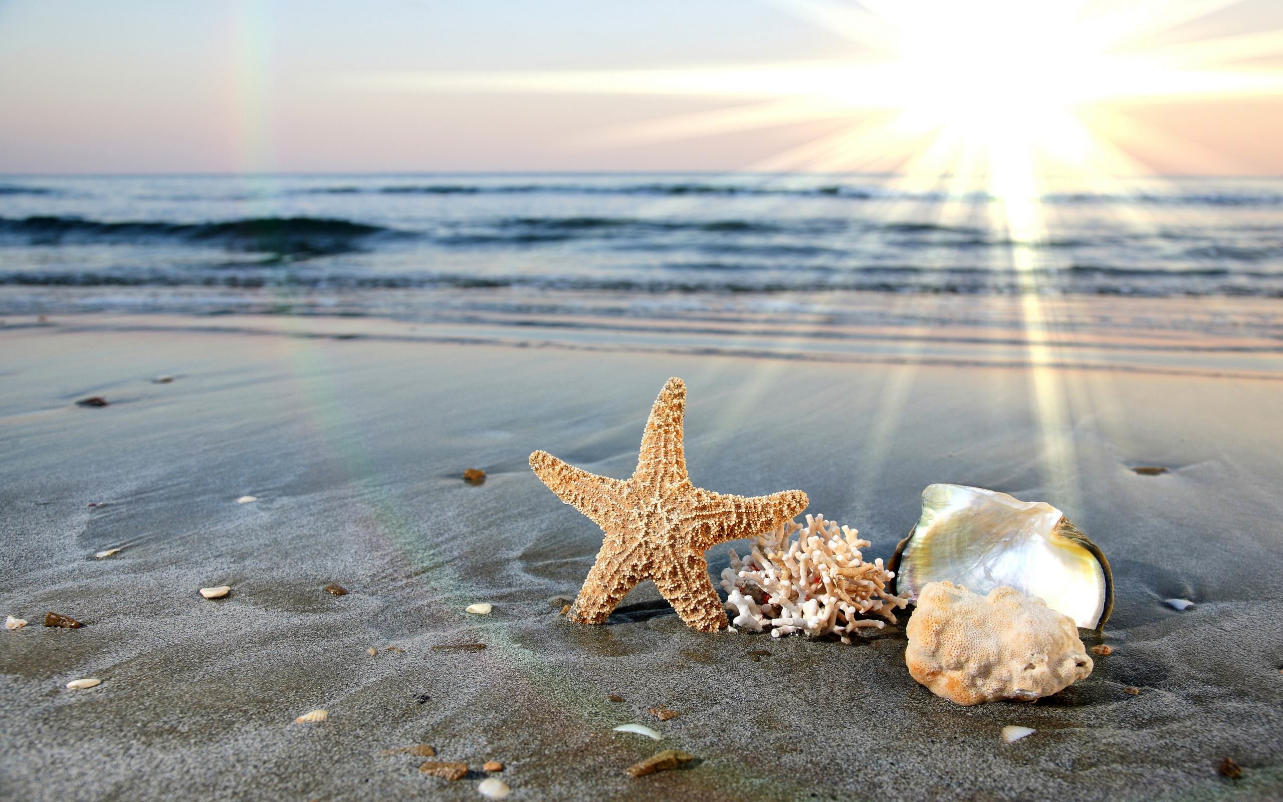 2560x1600 Sunlight starfish seashells depth of field sea wallpaper. Fresh HD  wallpapers for your desktop.