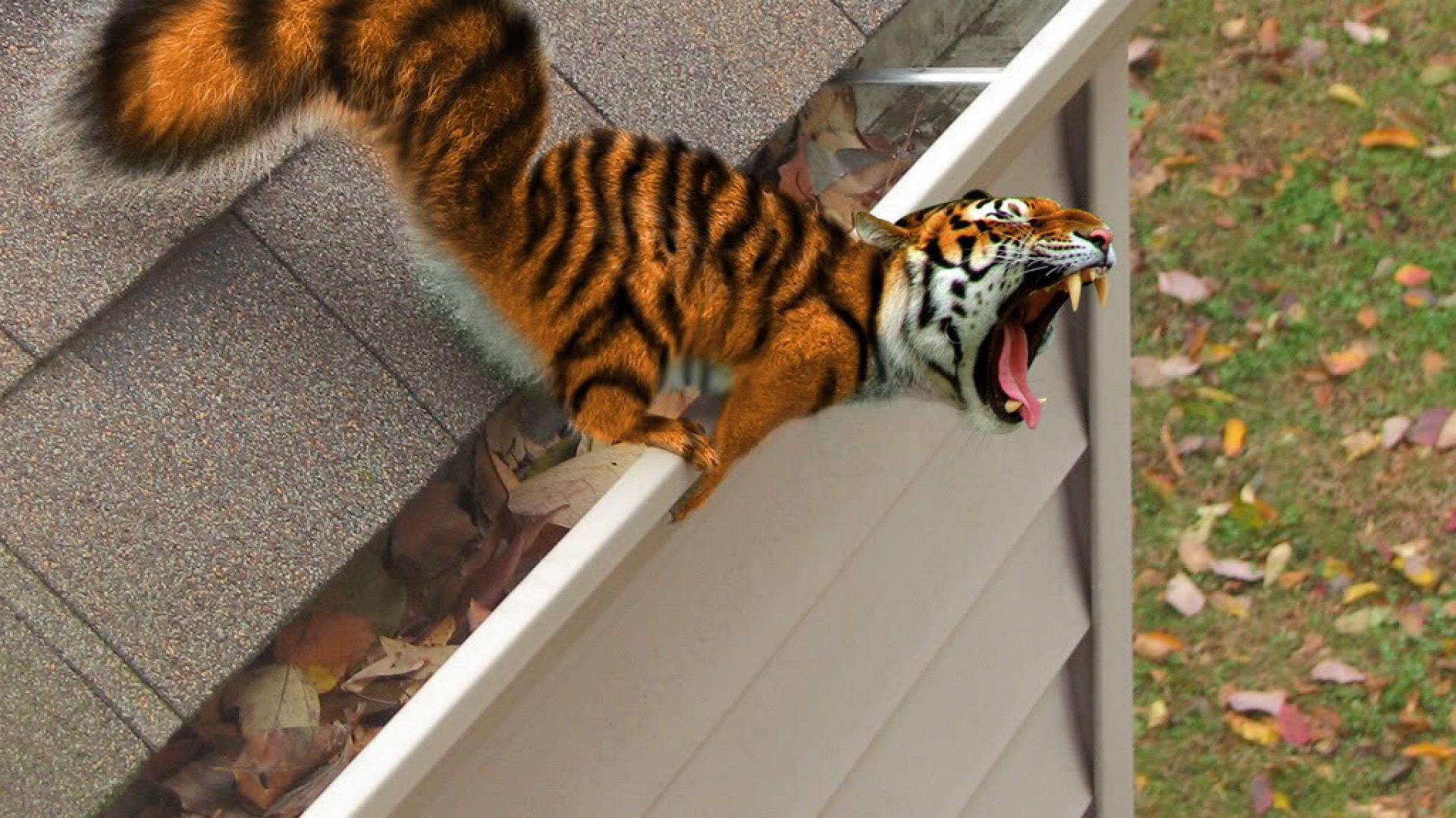 1920x1080 ... squiger tiger fangs funny animal wallpaper hd funny wallpapers ...
