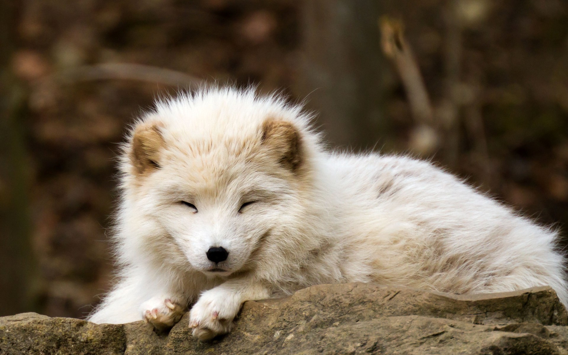 1920x1200 nature, Animals, Baby Animals, Fox, Arctic Fox Wallpapers HD / Desktop and  Mobile Backgrounds