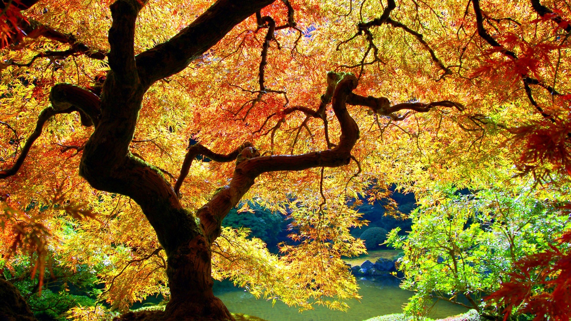 1920x1080 Japanese Maple Wallpaper Plants Nature Wallpapers