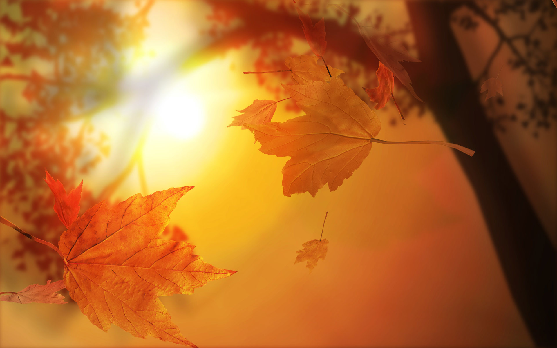 1920x1200 Autumn Leaves with Sunlight backgrounds