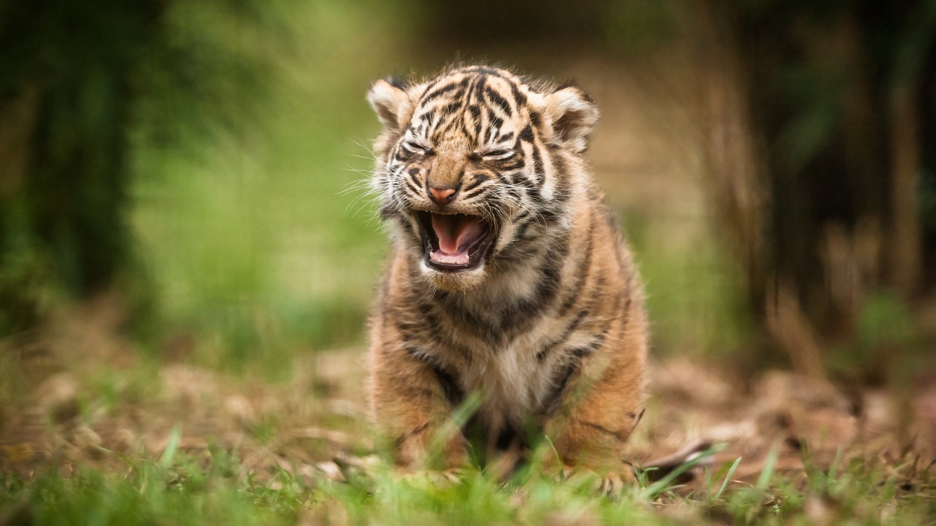 1920x1080 Baby Tiger Wallpapers Wide
