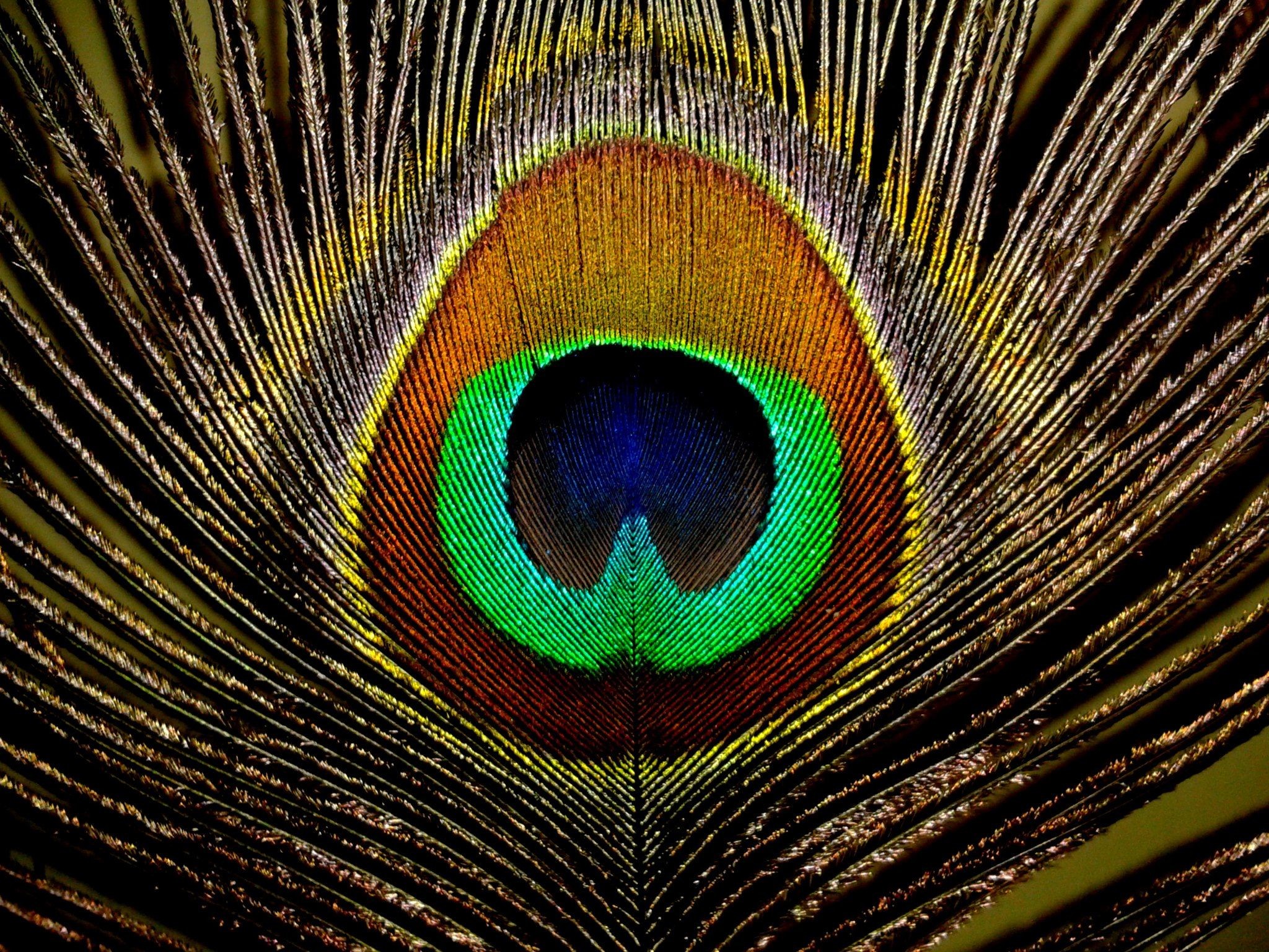 2048x1536 Peacock Feathers HD Wallpapers, Peacock Feathers BackgroundsNew .