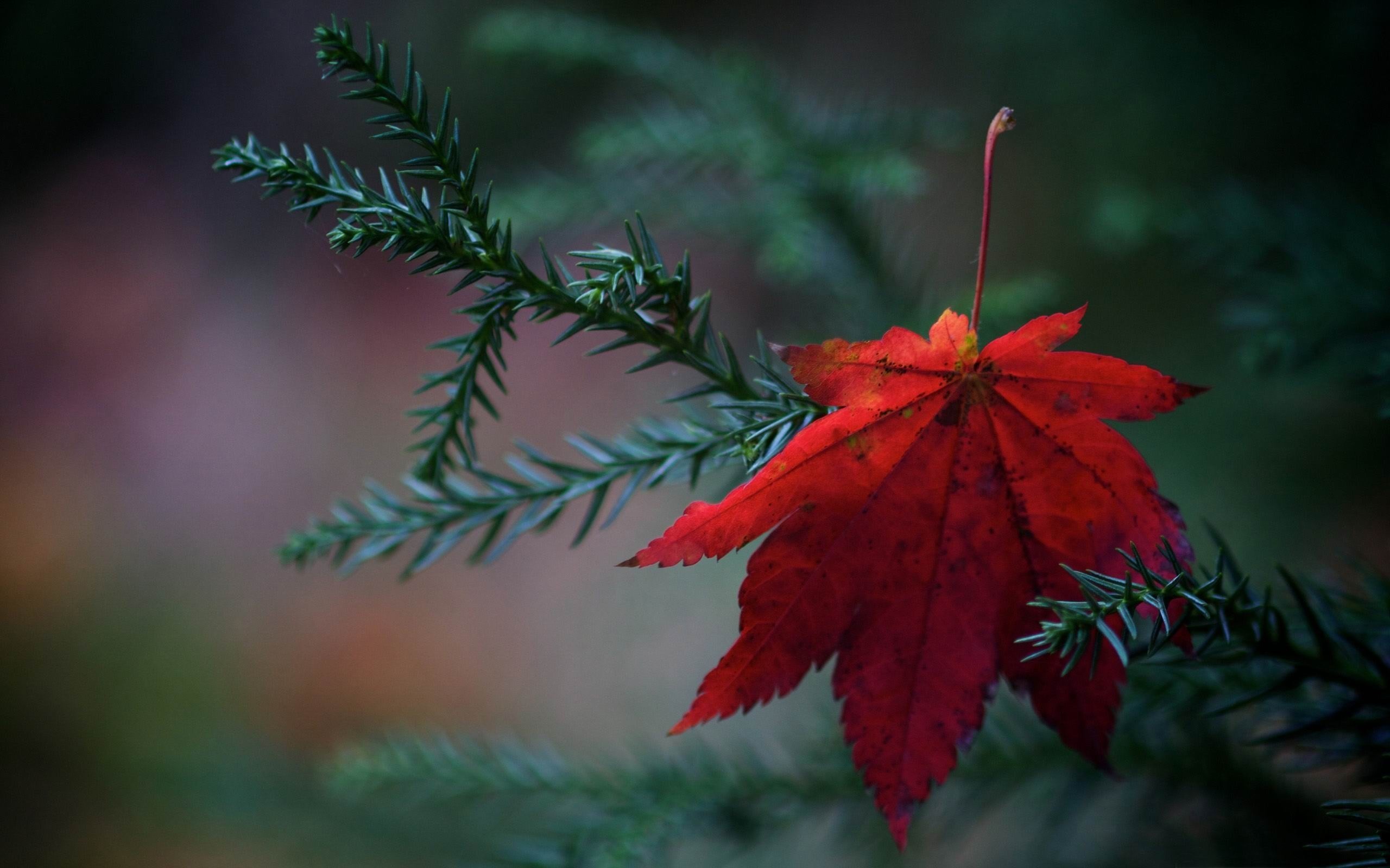 2560x1600 Red and Green Leaf Nature Rain Wallpaper HD