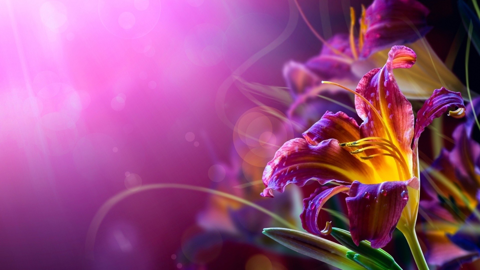 1920x1080 Excellent HD Quality Wallpapers Collection Picture Of A Flower