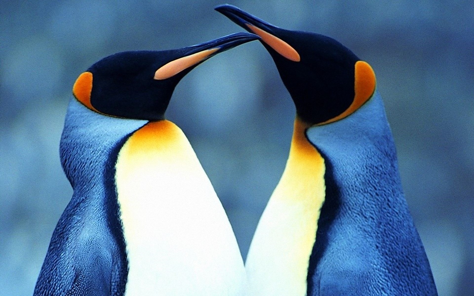 1920x1200 Baby <b>Penguin Wallpapers</b> Group ...