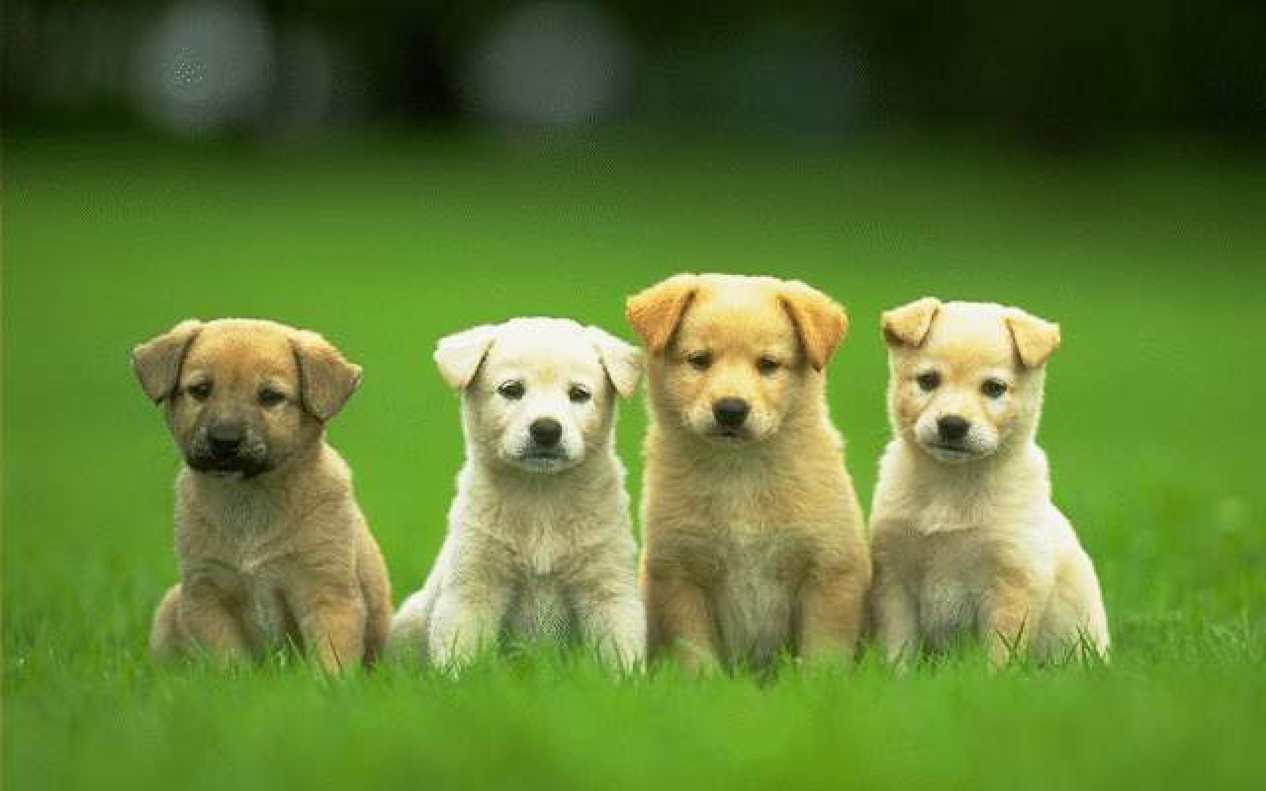 2560x1600  Dog Wallpapers 14259 - HDWPro Really Cute .