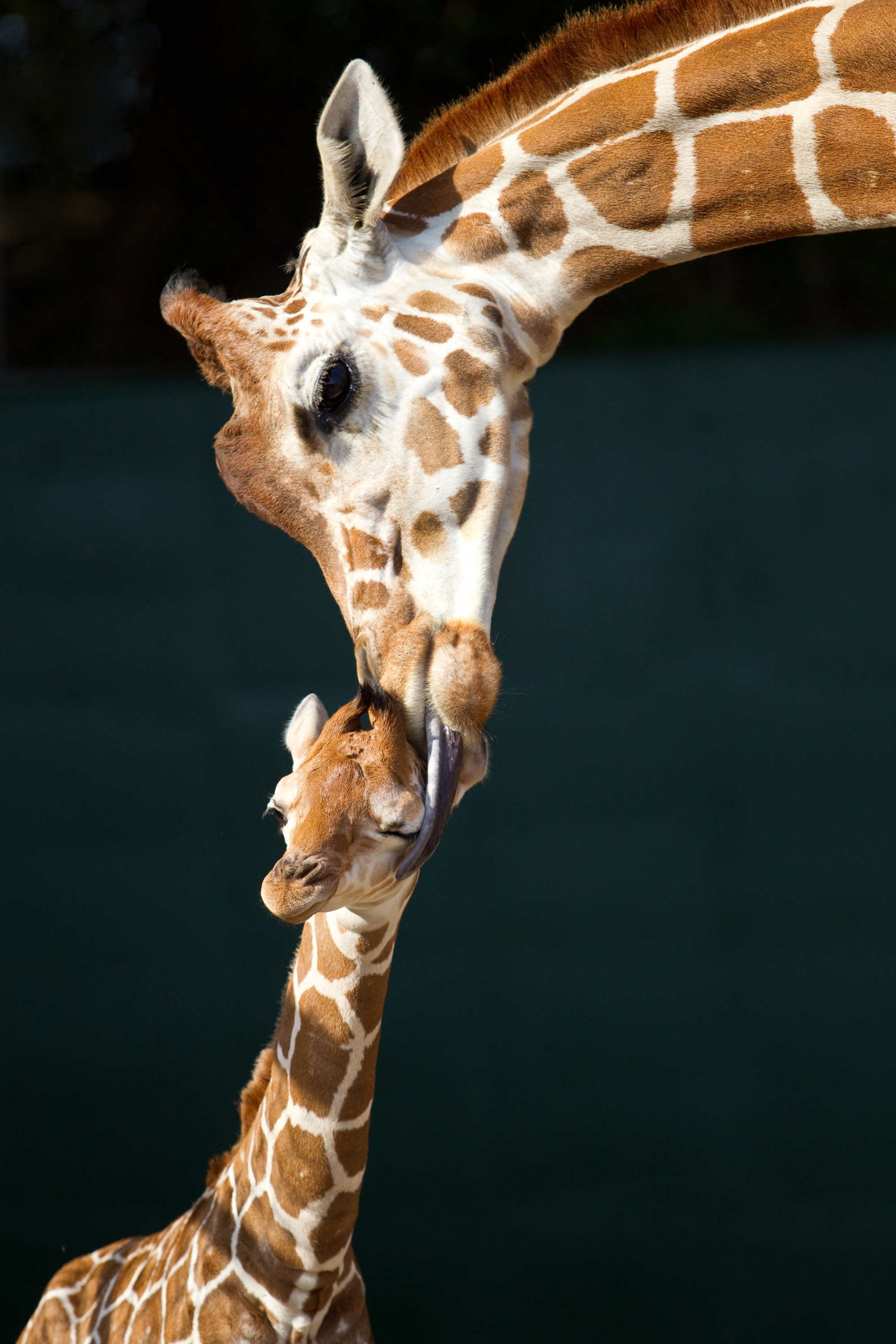 2000x3000 Wonderful-Baby-Giraffe-and-Mom-HD-Wallpaper.jpg 2,000